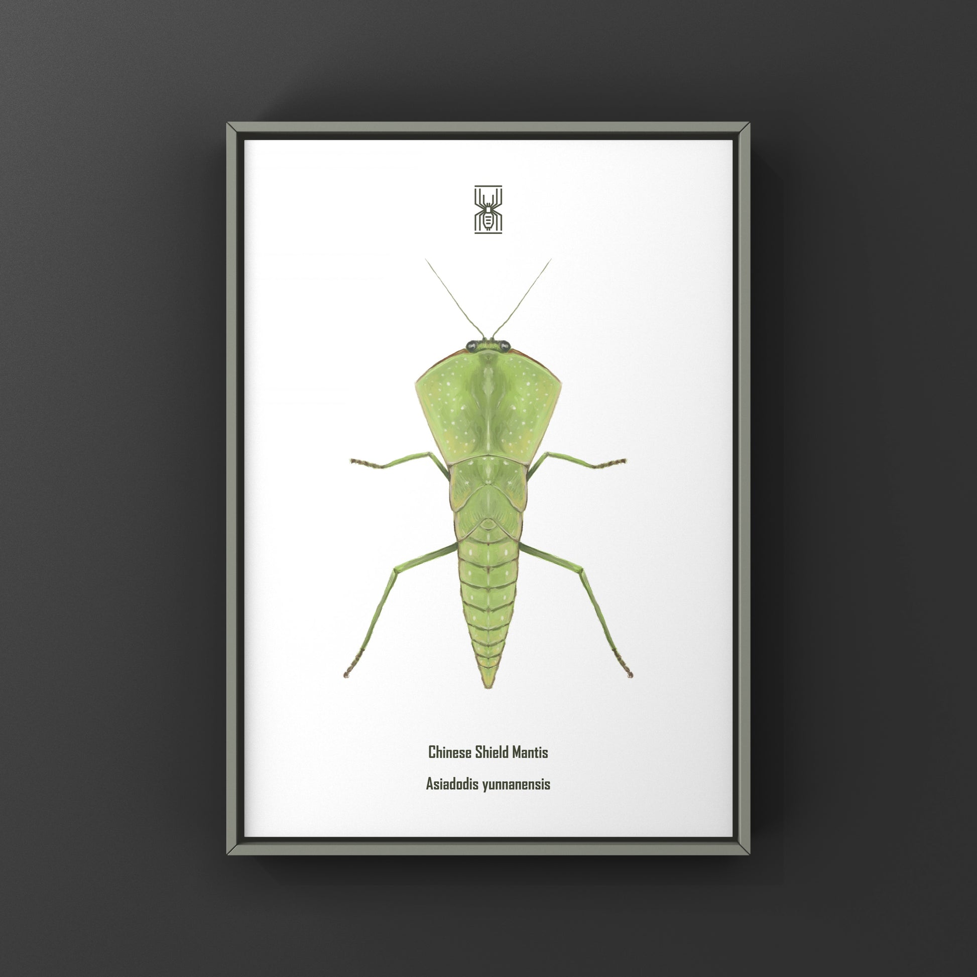 Chinese Shield Mantis, Asiadodis Yunnanensis, Photographic Art Print from The Silk Ranch