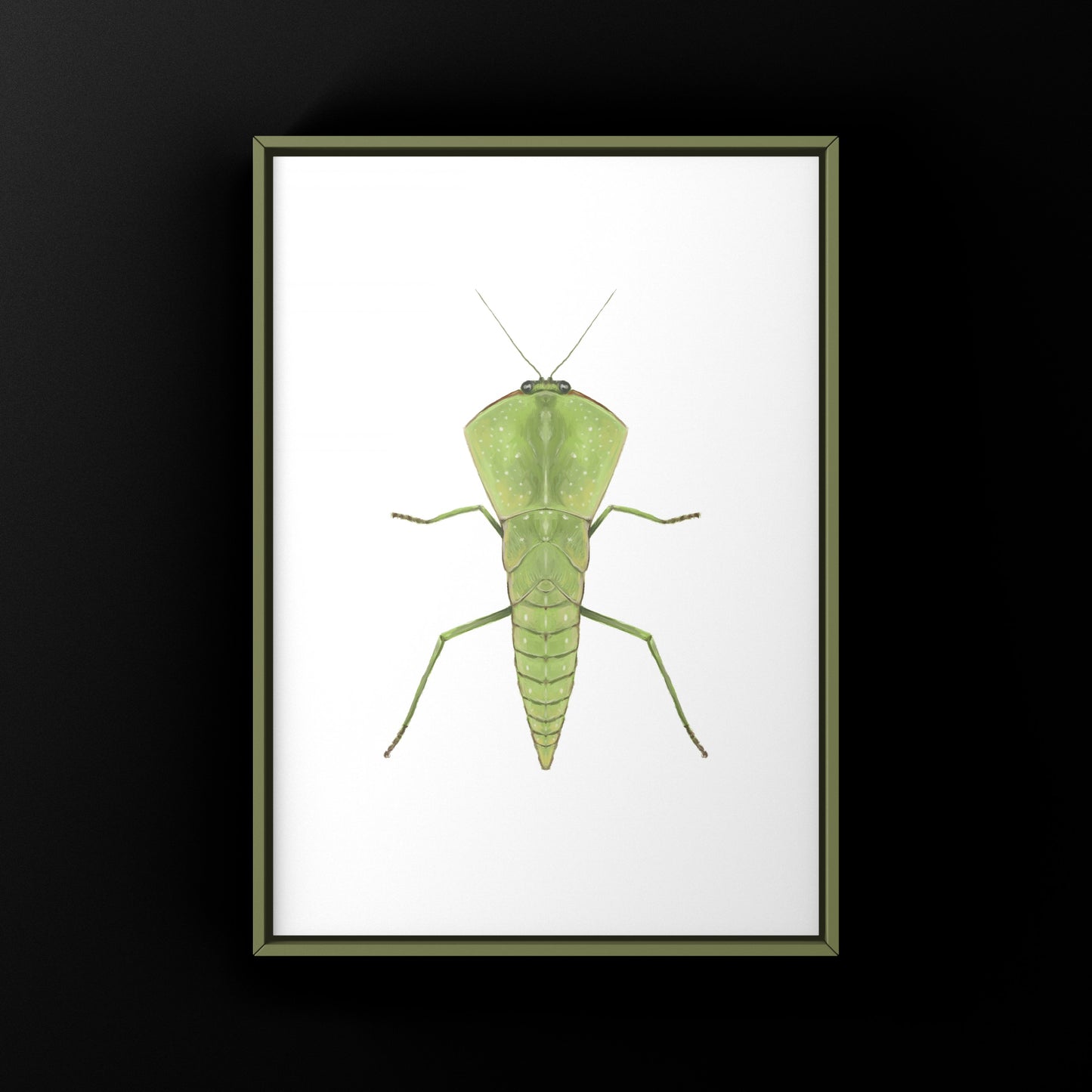 Chinese Shield Mantis, Asiadodis Yunnanensis, Photographic Art Print from The Silk Ranch