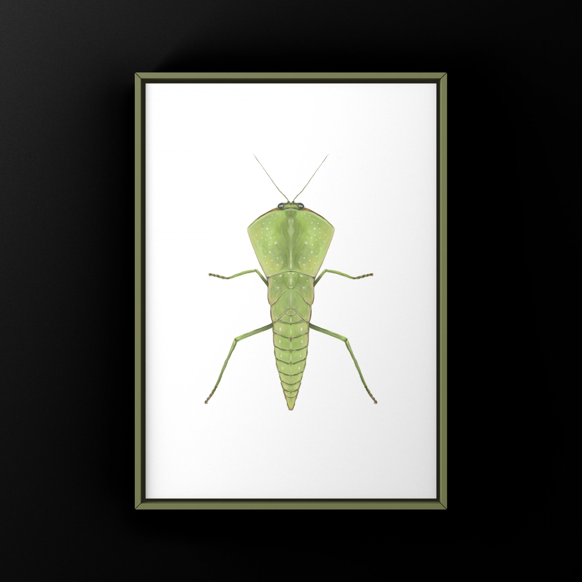 Chinese Shield Mantis, Asiadodis Yunnanensis, Photographic Art Print from The Silk Ranch