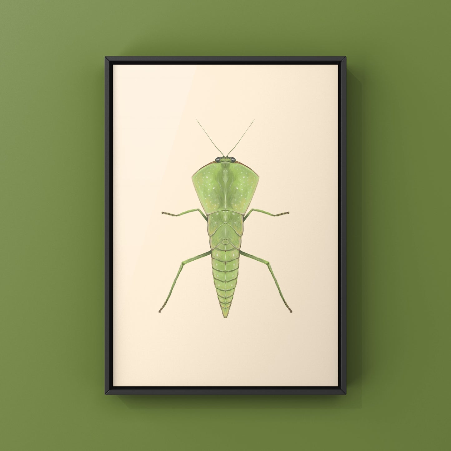 Chinese Shield Mantis, Asiadodis Yunnanensis, Photographic Art Print from The Silk Ranch