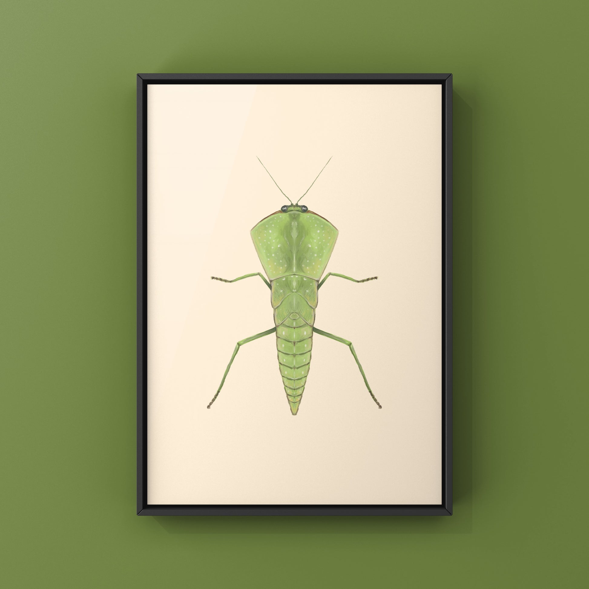 Chinese Shield Mantis, Asiadodis Yunnanensis, Photographic Art Print from The Silk Ranch