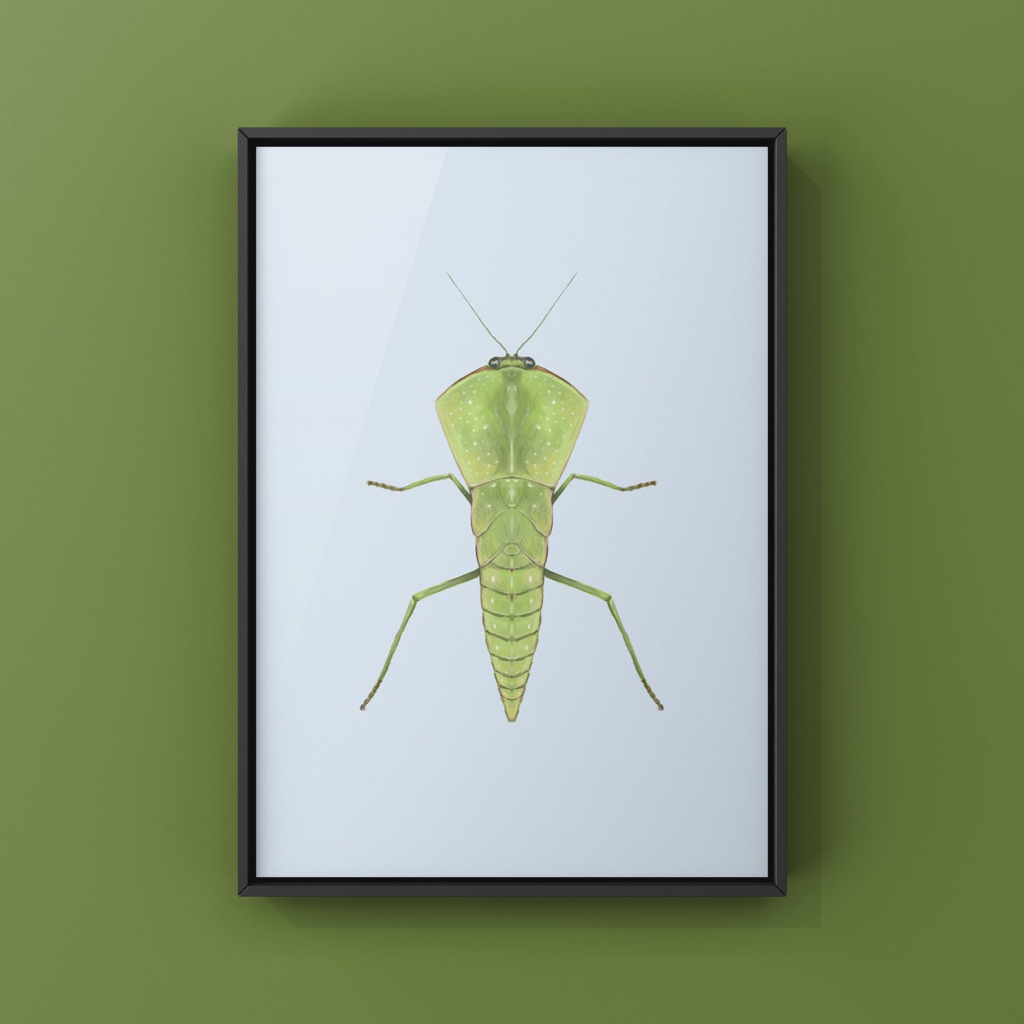 Chinese Shield Mantis, Asiadodis Yunnanensis, Photographic Art Print from The Silk Ranch
