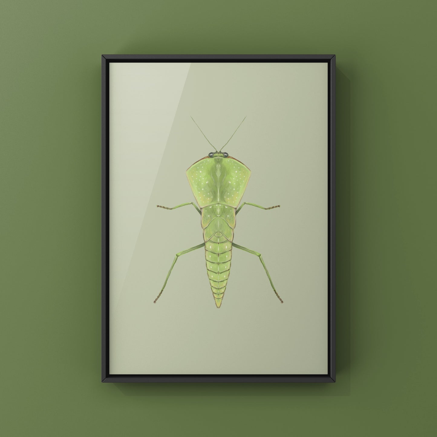 Chinese Shield Mantis, Asiadodis Yunnanensis, Photographic Art Print from The Silk Ranch