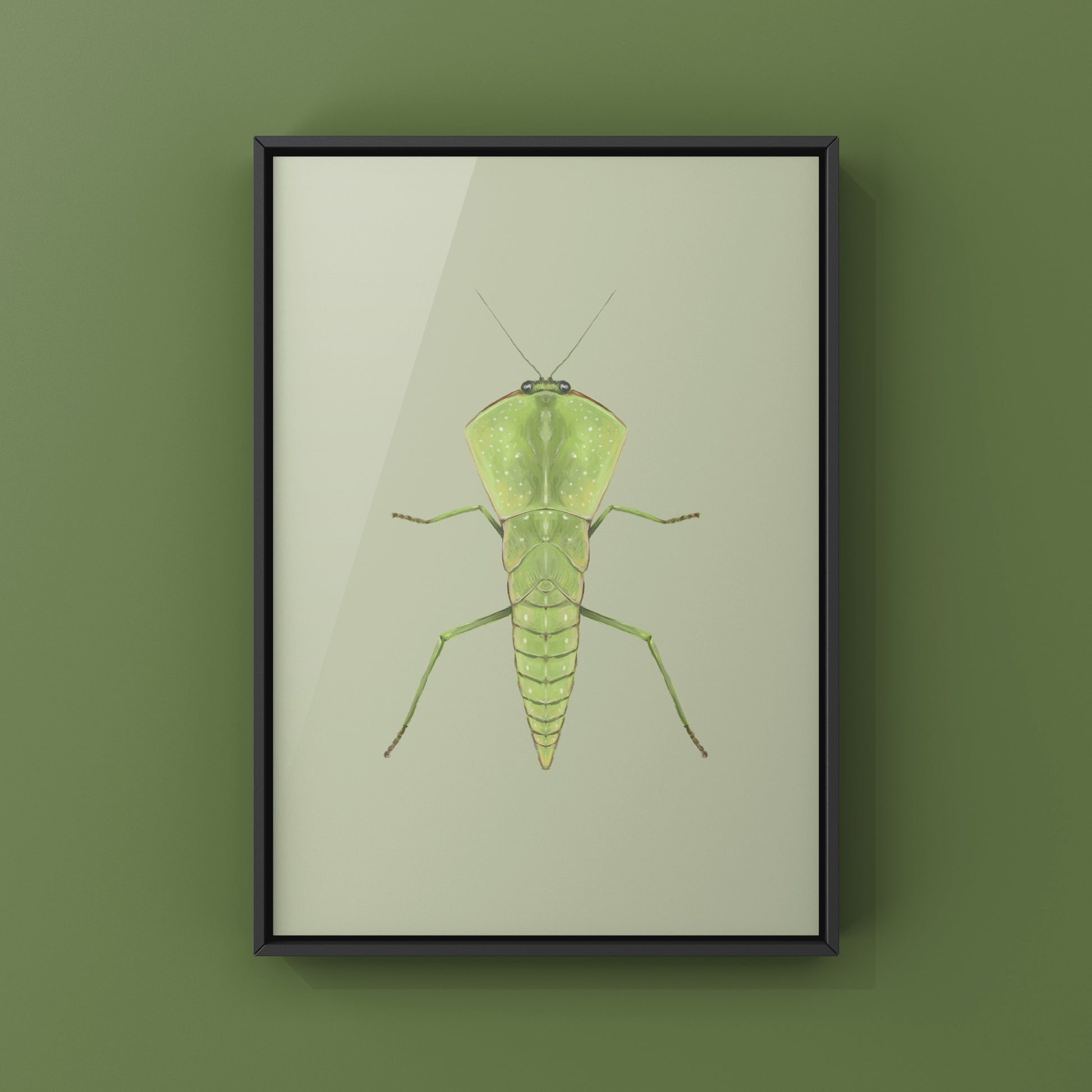 Chinese Shield Mantis, Asiadodis Yunnanensis, Photographic Art Print from The Silk Ranch