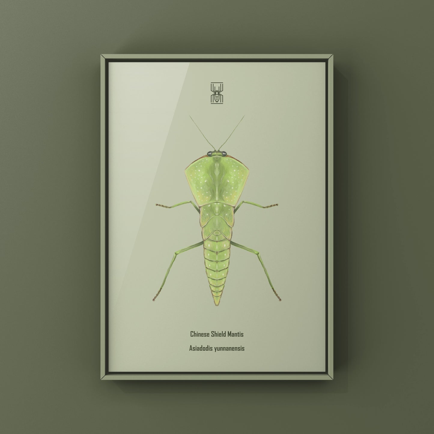 Chinese Shield Mantis, Asiadodis Yunnanensis, Photographic Art Print from The Silk Ranch