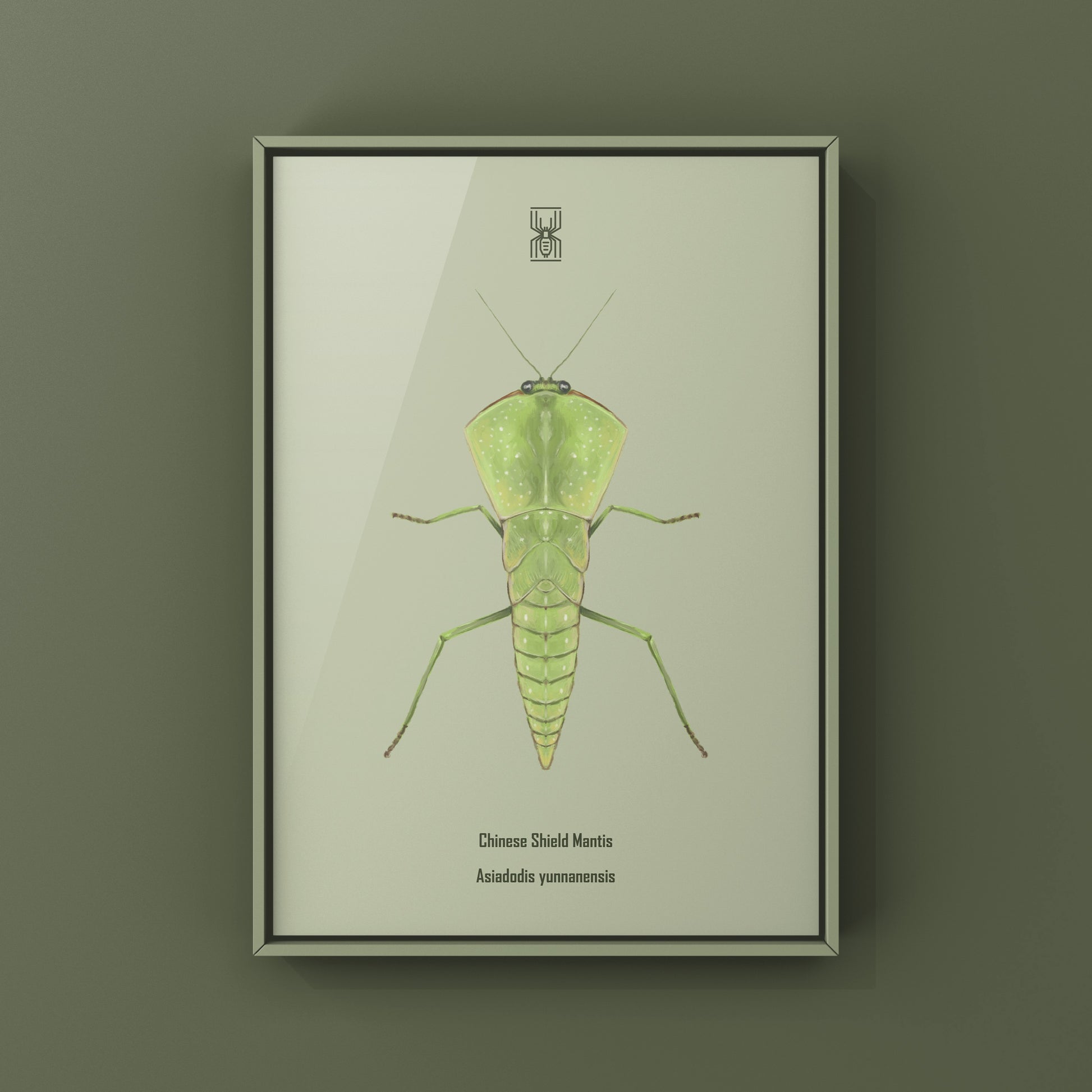 Chinese Shield Mantis, Asiadodis Yunnanensis, Photographic Art Print from The Silk Ranch