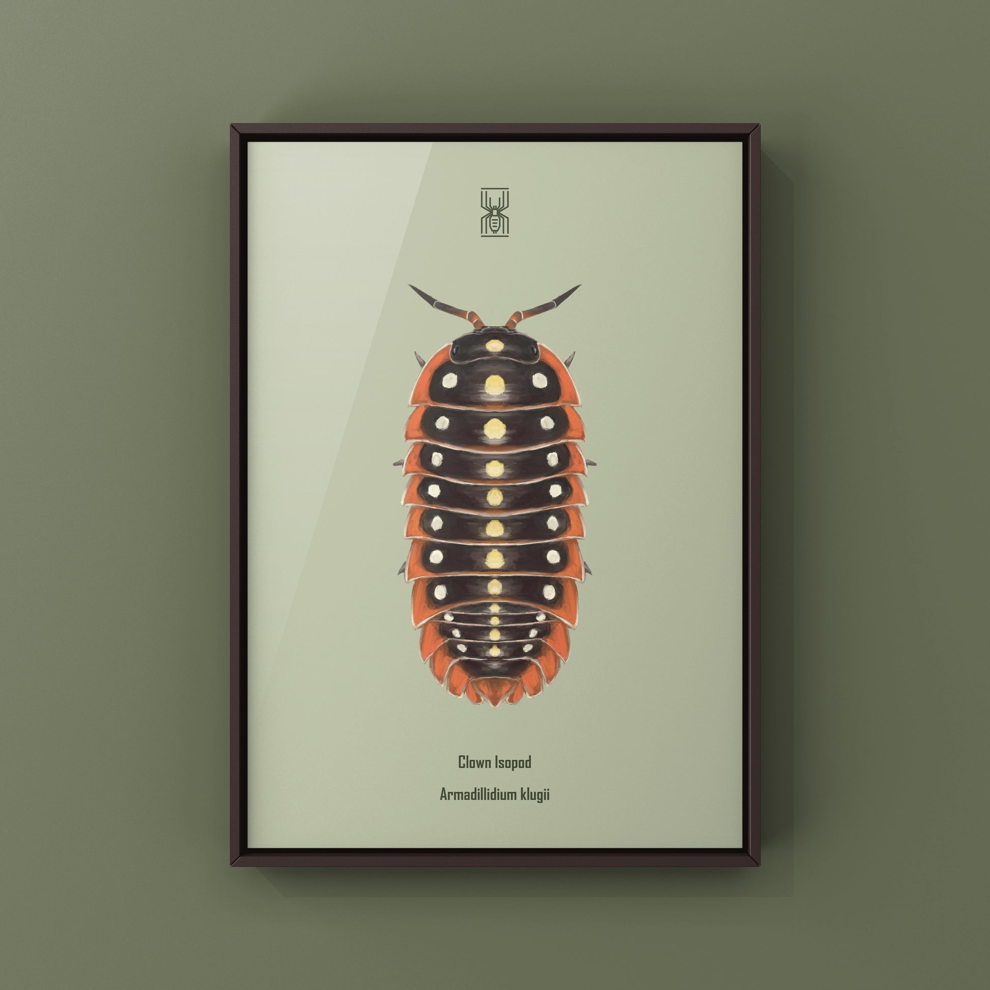 Clown Isopod, Cubaris sp. Armadillidium Klugii, Photographic Art Print from The Silk Ranch
