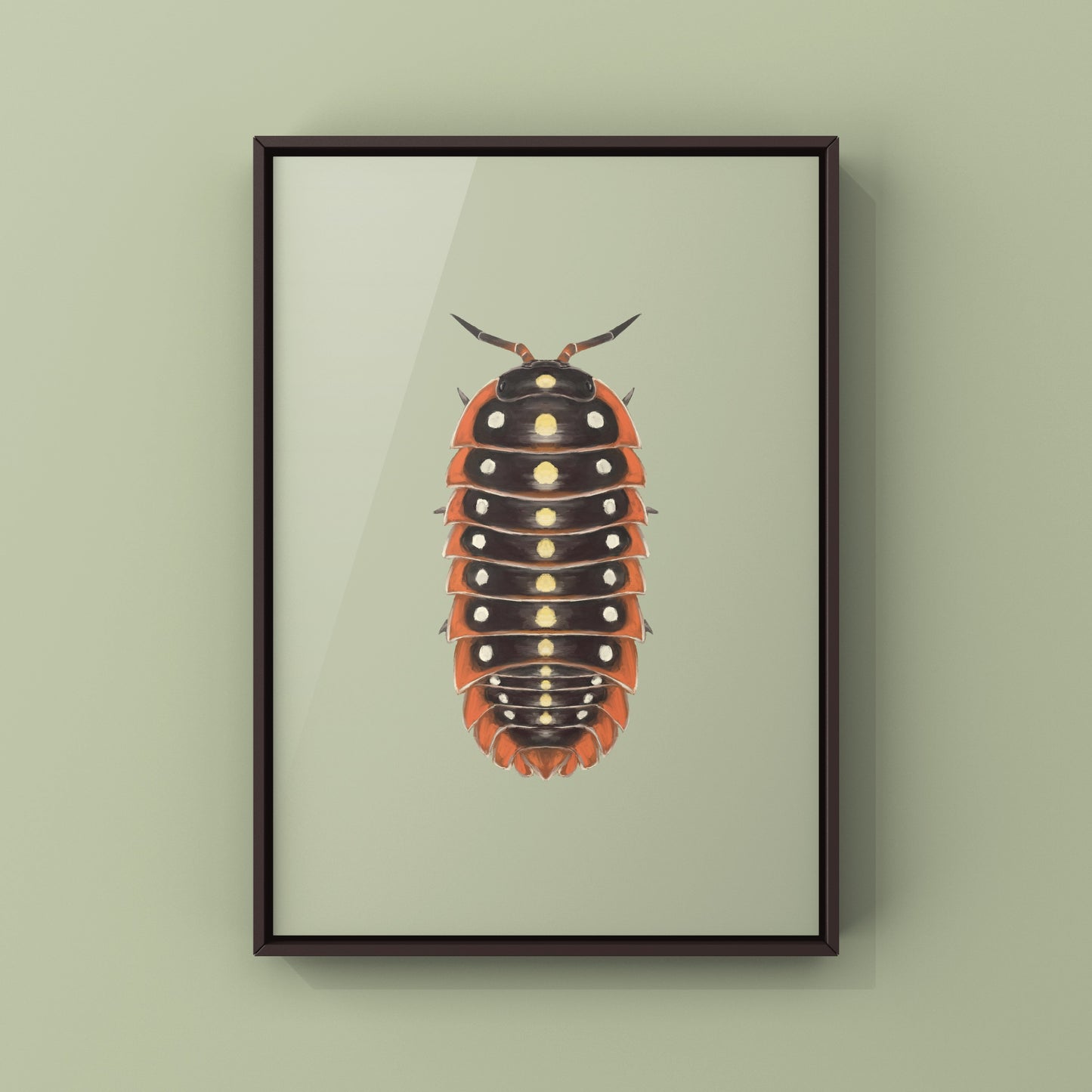 Clown Isopod, Cubaris sp. Armadillidium Klugii, Photographic Art Print from The Silk Ranch