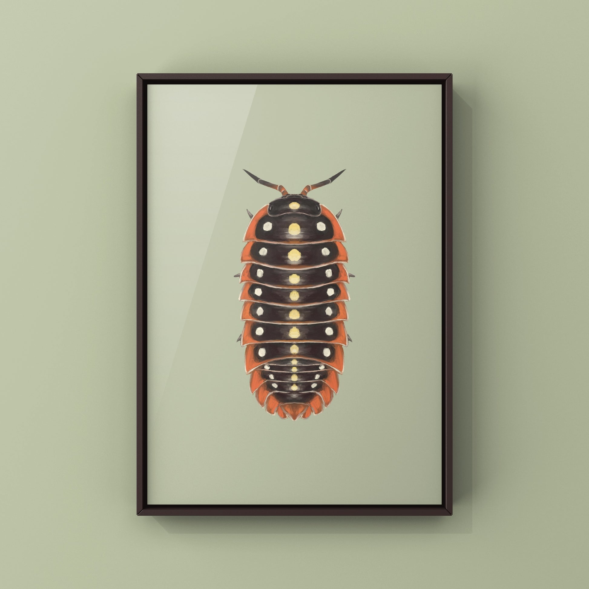 Clown Isopod, Cubaris sp. Armadillidium Klugii, Photographic Art Print from The Silk Ranch