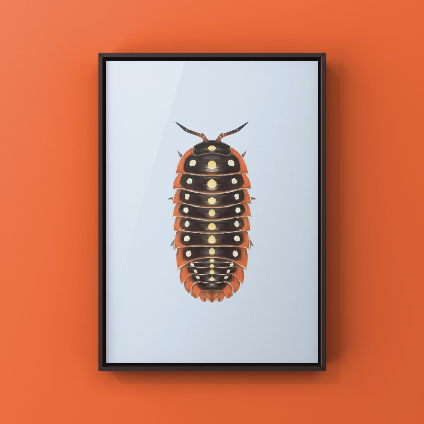 Clown Isopod, Cubaris sp. Armadillidium Klugii, Photographic Art Print from The Silk Ranch