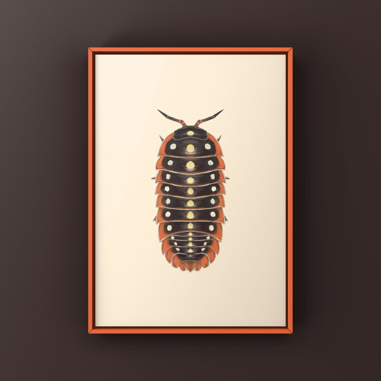 Clown Isopod, Cubaris sp. Armadillidium Klugii, Photographic Art Print from The Silk Ranch