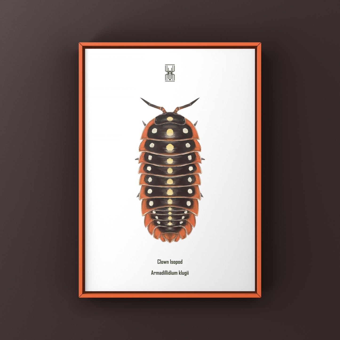 Clown Isopod, Cubaris sp. Armadillidium Klugii, Photographic Art Print from The Silk Ranch