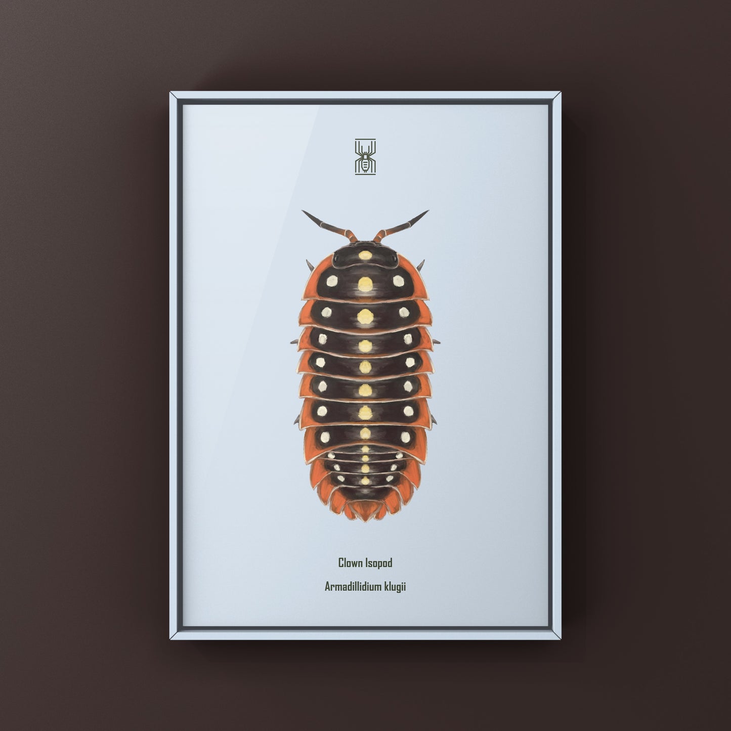 Clown Isopod, Cubaris sp. Armadillidium Klugii, Photographic Art Print from The Silk Ranch