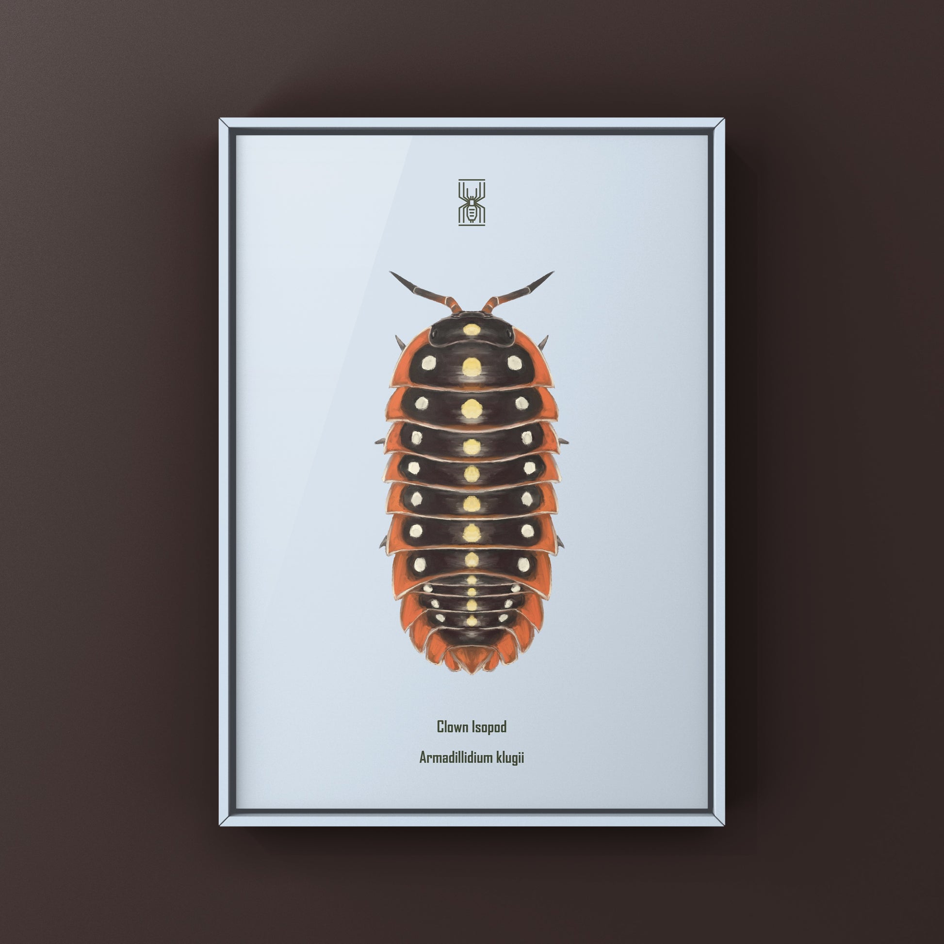 Clown Isopod, Cubaris sp. Armadillidium Klugii, Photographic Art Print from The Silk Ranch