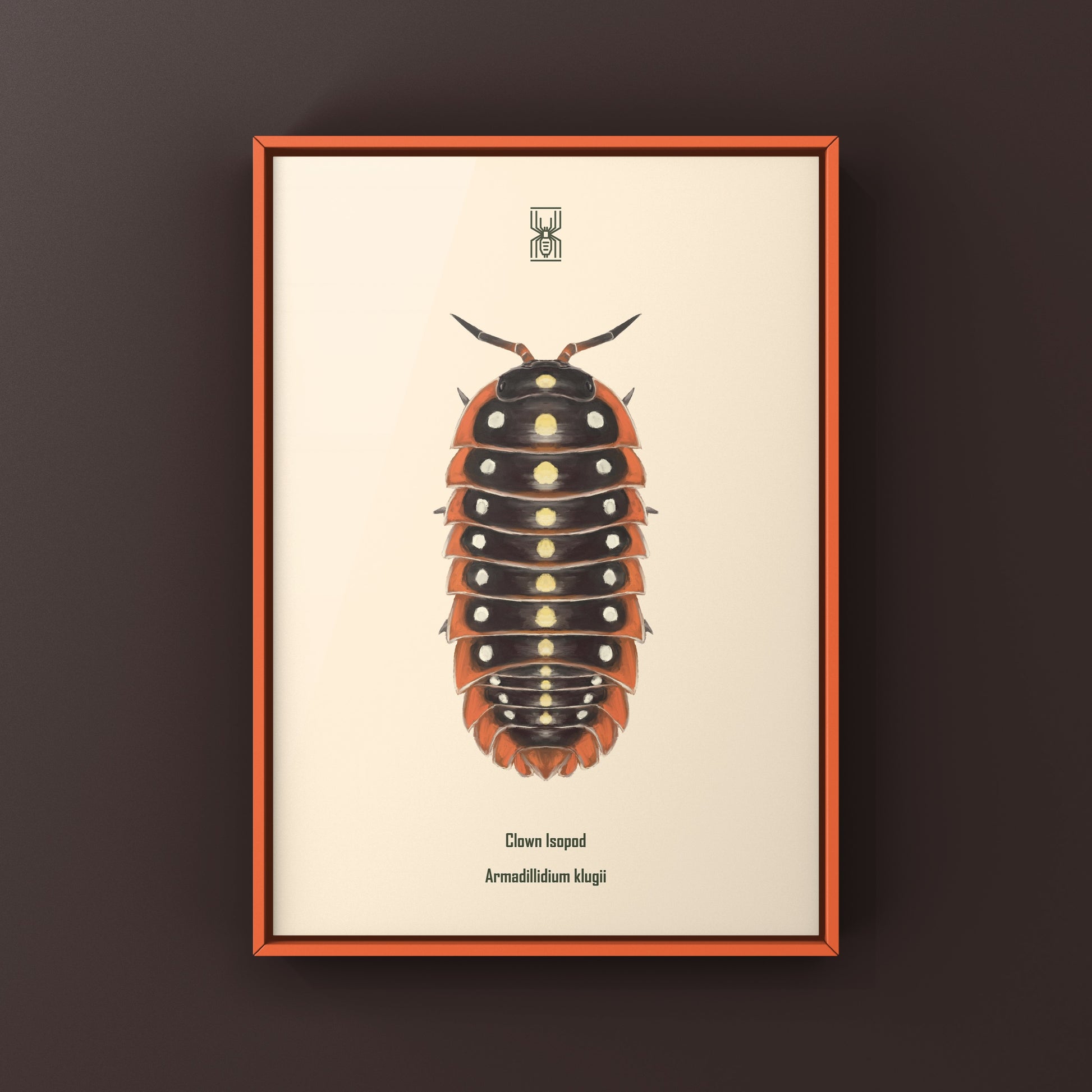 Clown Isopod, Cubaris sp. Armadillidium Klugii, Photographic Art Print from The Silk Ranch