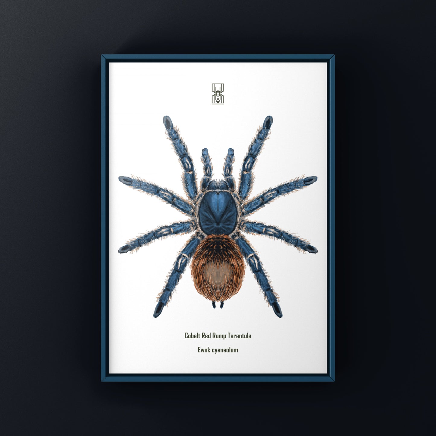 Cobalt Red Tarantula, Ewok Cyaneolum, Photographic Art Print from The Silk Ranch