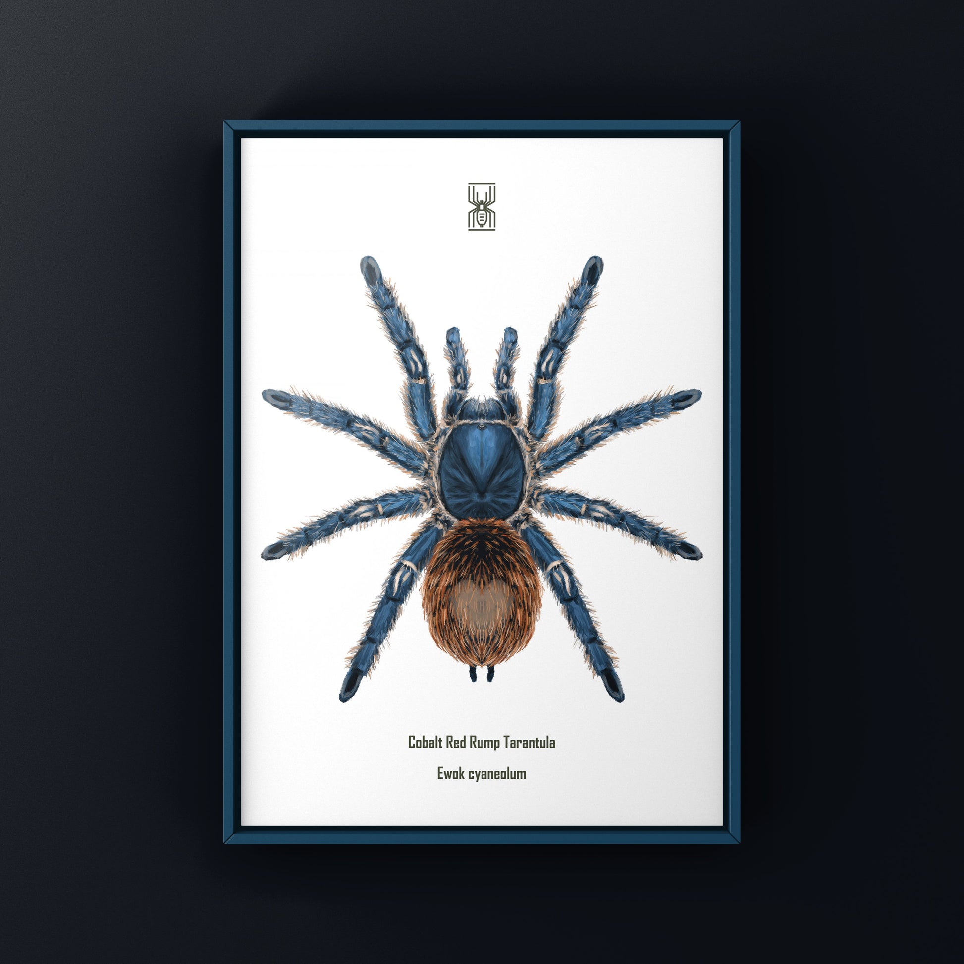 Cobalt Red Tarantula, Ewok Cyaneolum, Photographic Art Print from The Silk Ranch