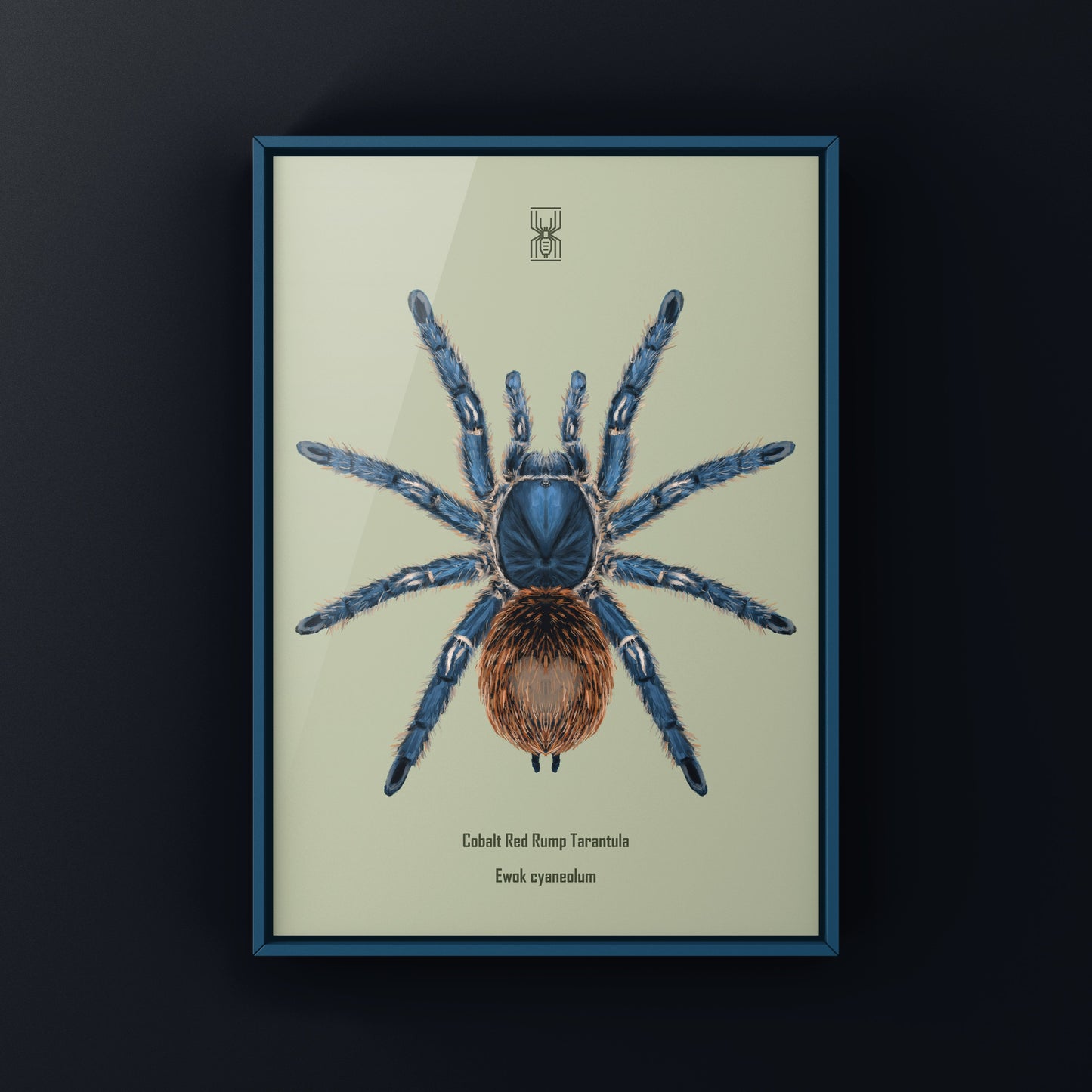 Cobalt Red Tarantula, Ewok Cyaneolum, Photographic Art Print from The Silk Ranch