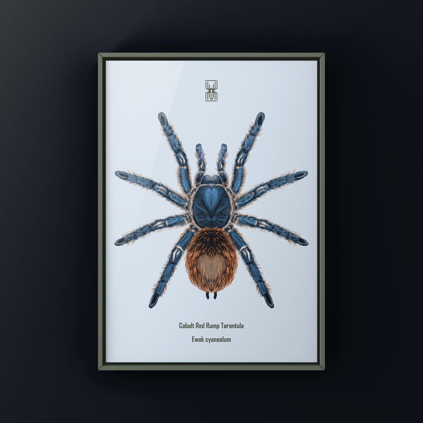 Cobalt Red Tarantula, Ewok Cyaneolum, Photographic Art Print from The Silk Ranch