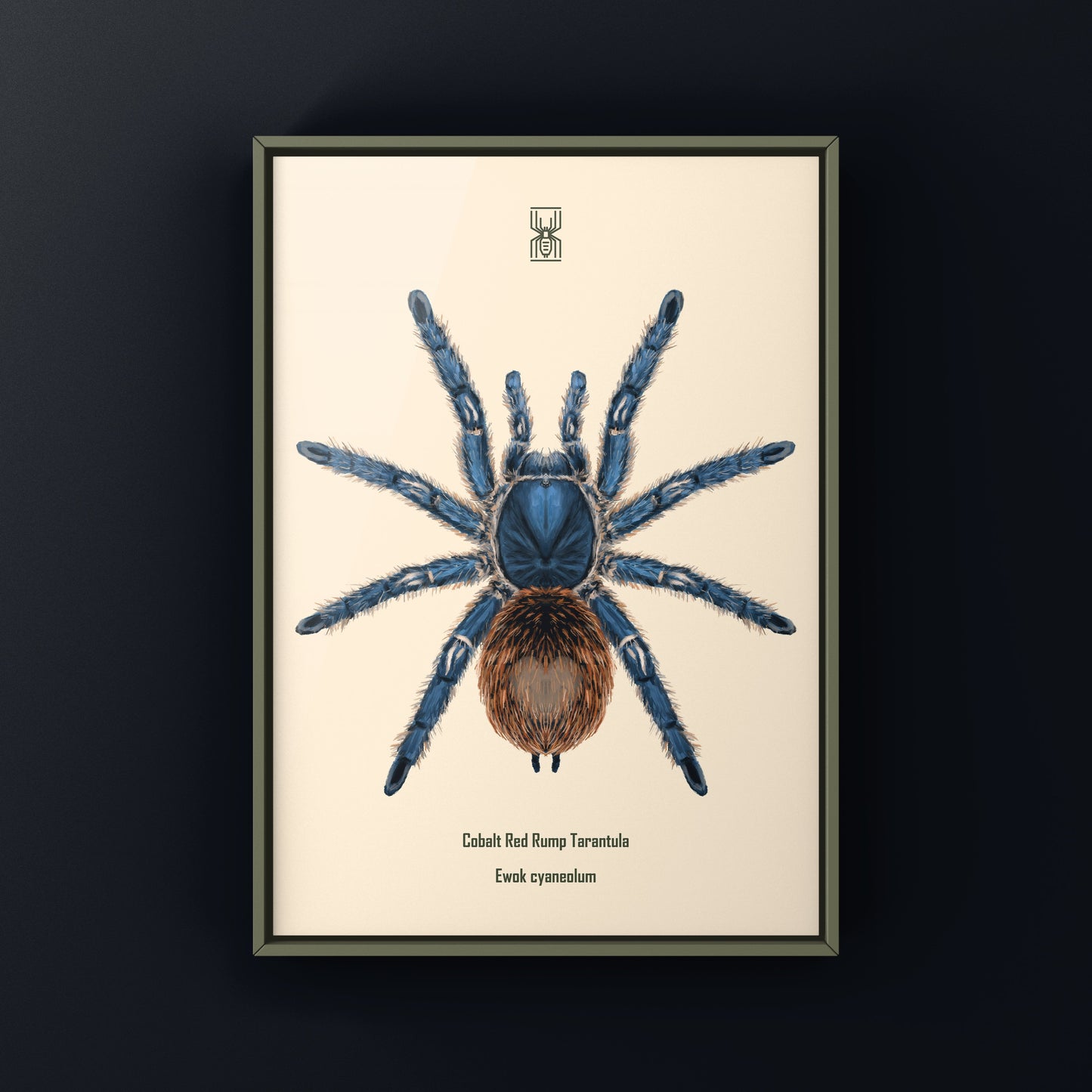 Cobalt Red Tarantula, Ewok Cyaneolum, Photographic Art Print from The Silk Ranch