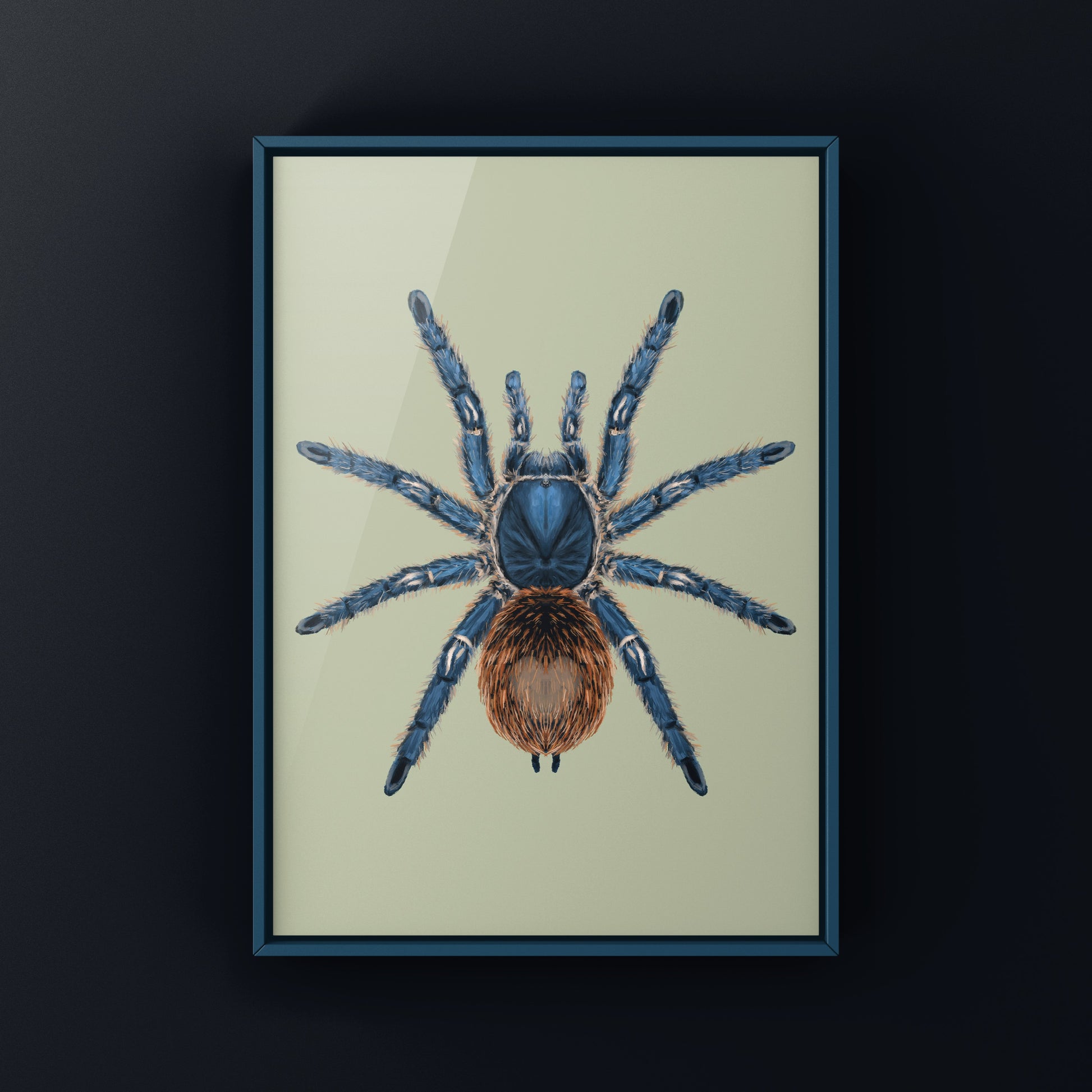 Cobalt Red Tarantula, Ewok Cyaneolum, Photographic Art Print from The Silk Ranch