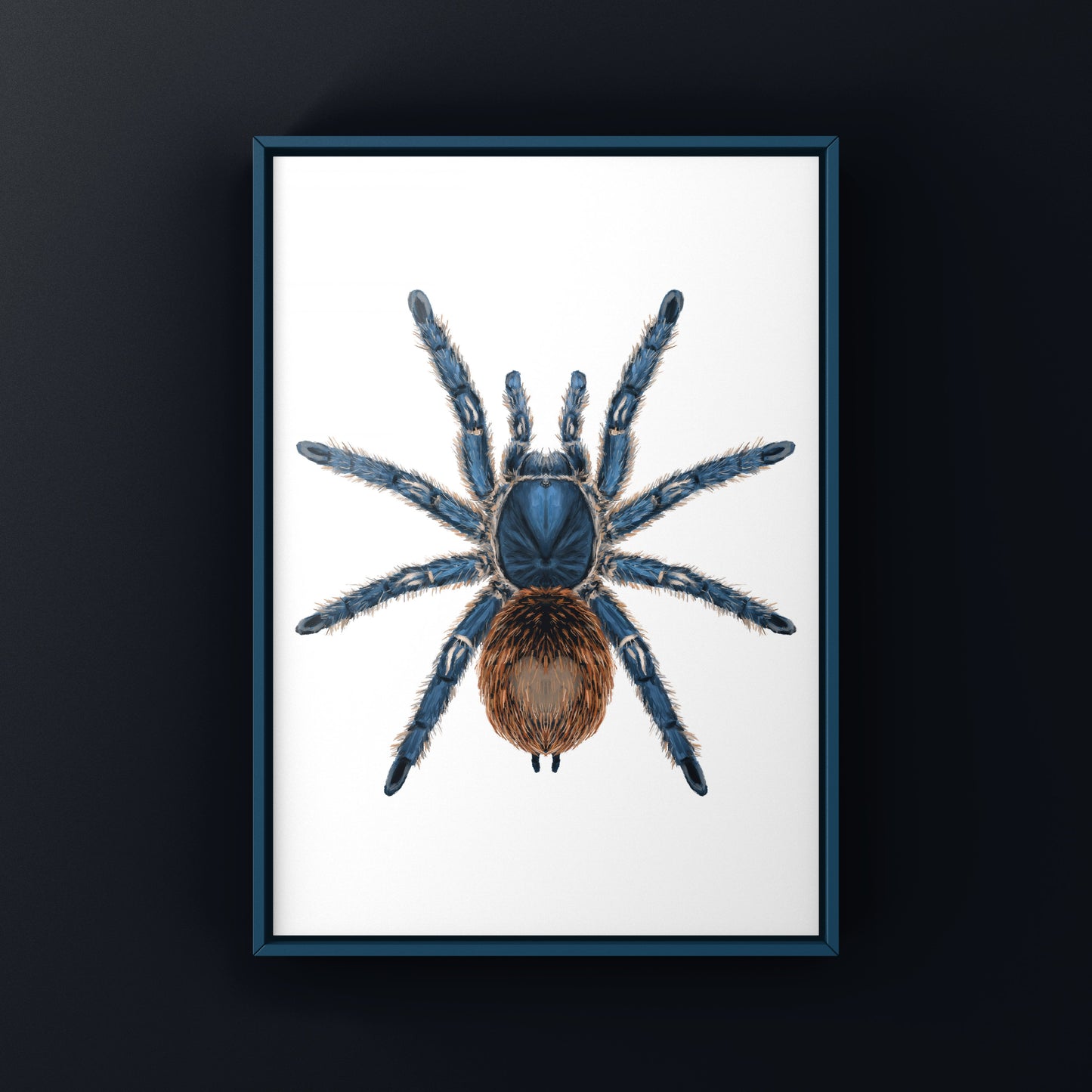 Cobalt Red Tarantula, Ewok Cyaneolum, Photographic Art Print from The Silk Ranch