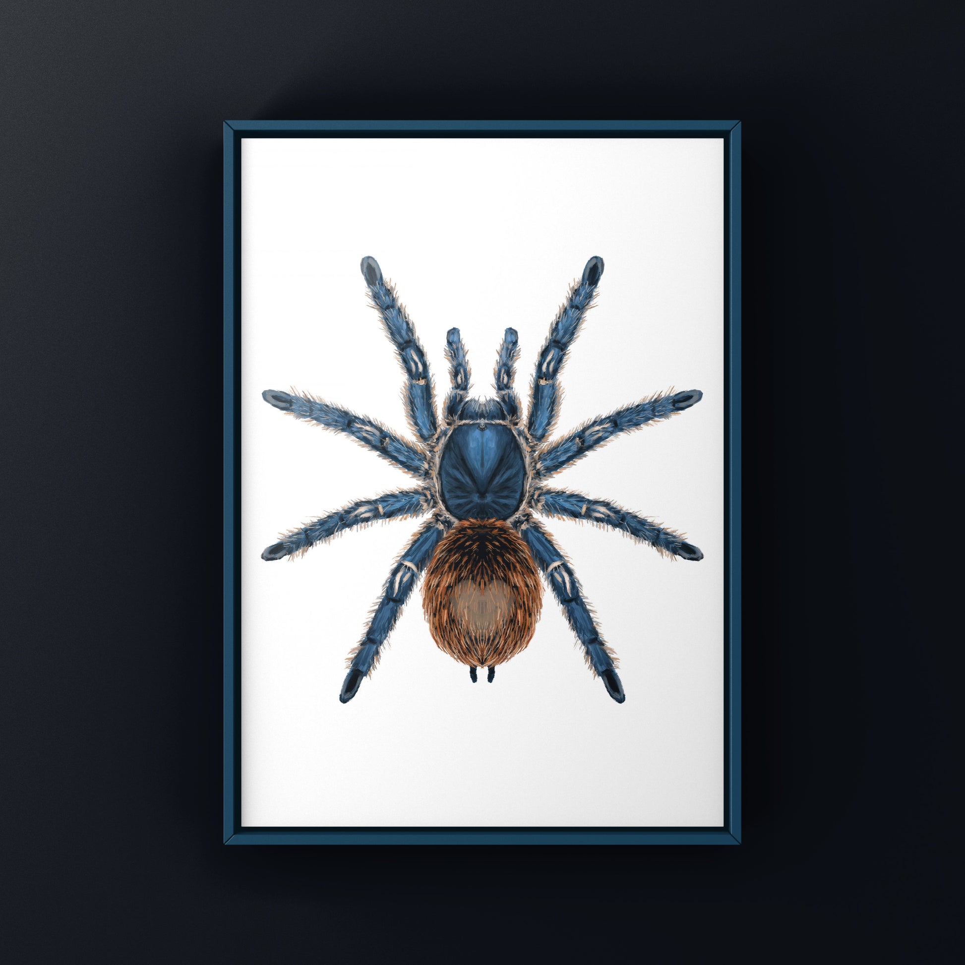 Cobalt Red Tarantula, Ewok Cyaneolum, Photographic Art Print from The Silk Ranch