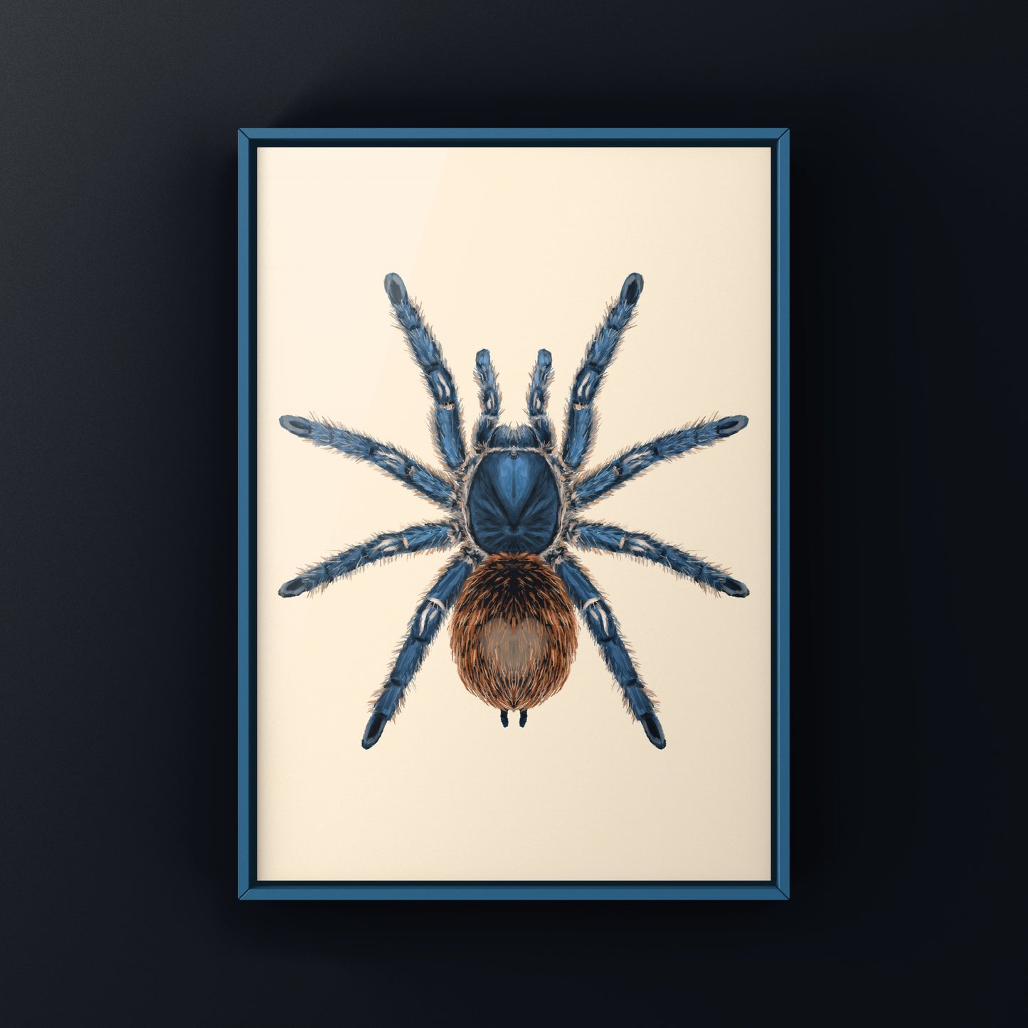 Cobalt Red Tarantula, Ewok Cyaneolum, Photographic Art Print from The Silk Ranch