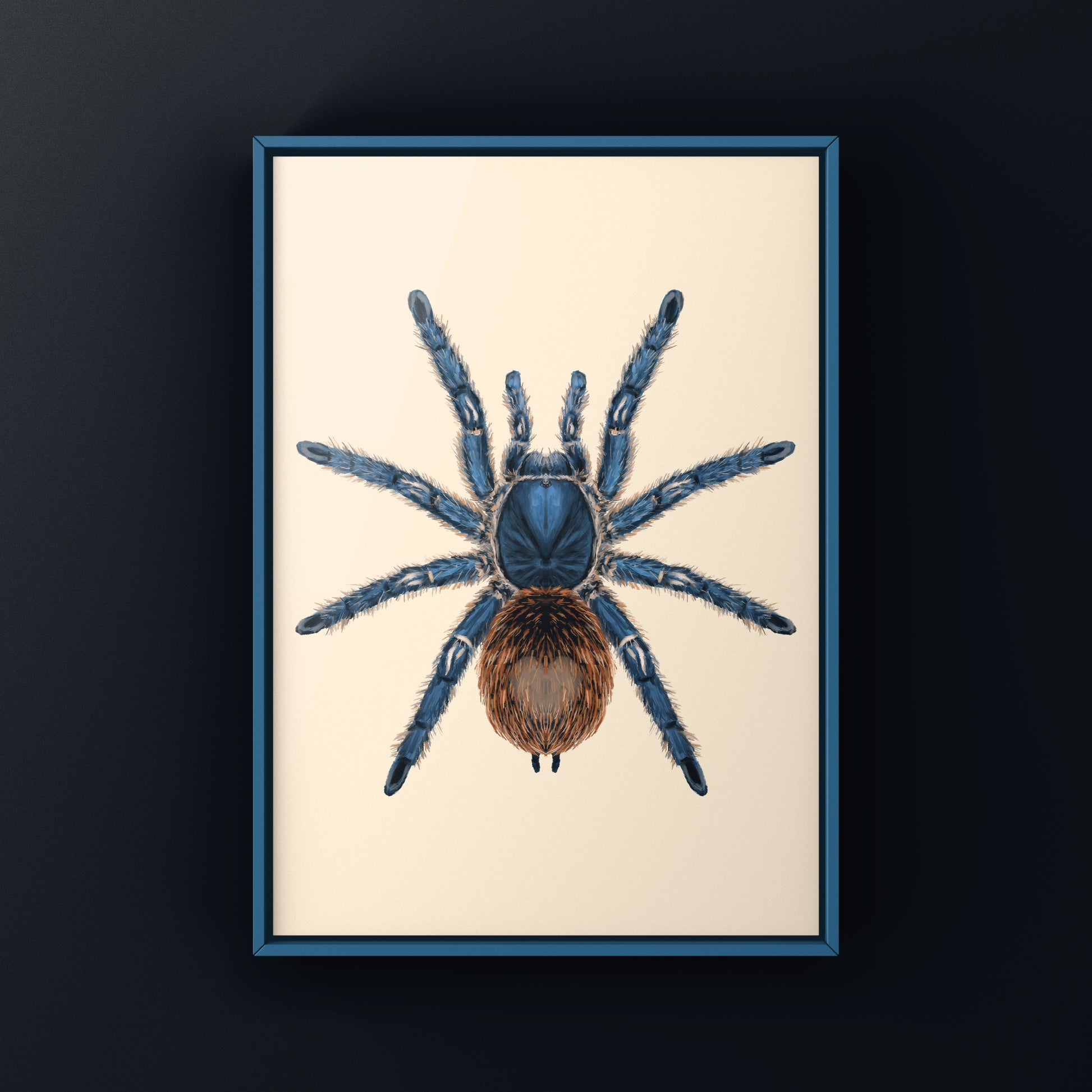 Cobalt Red Tarantula, Ewok Cyaneolum, Photographic Art Print from The Silk Ranch