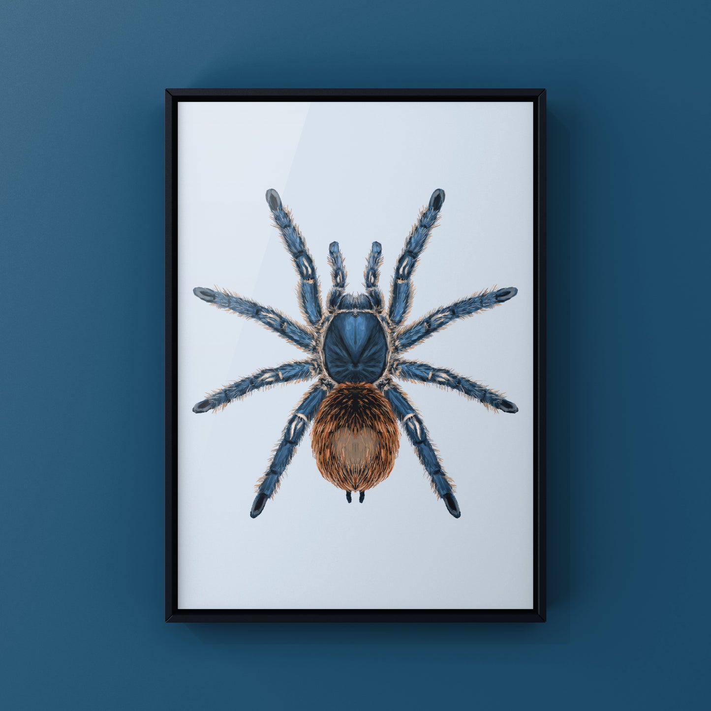 Cobalt Red Tarantula, Ewok Cyaneolum, Photographic Art Print from The Silk Ranch