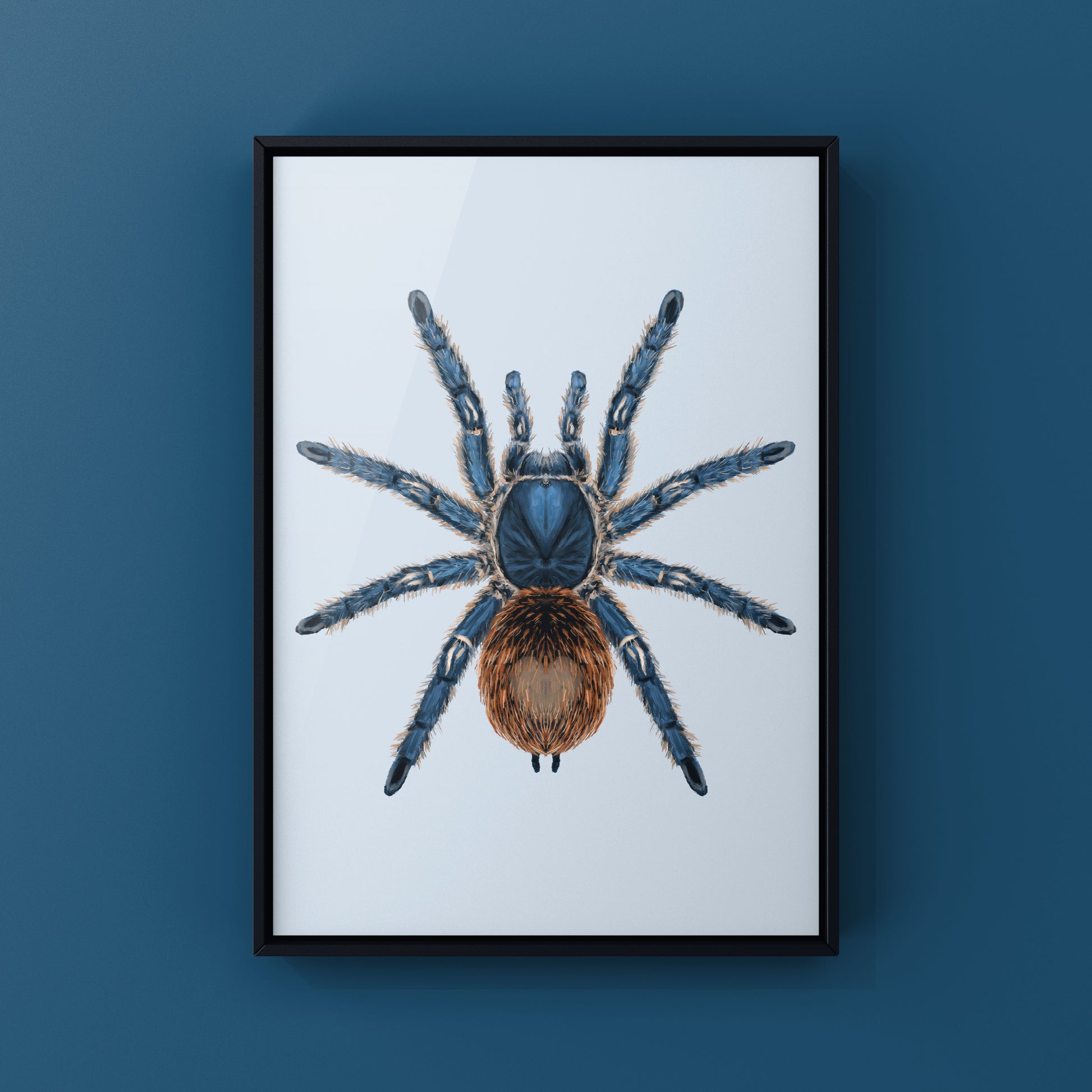 Cobalt Red Tarantula, Ewok Cyaneolum, Photographic Art Print from The Silk Ranch