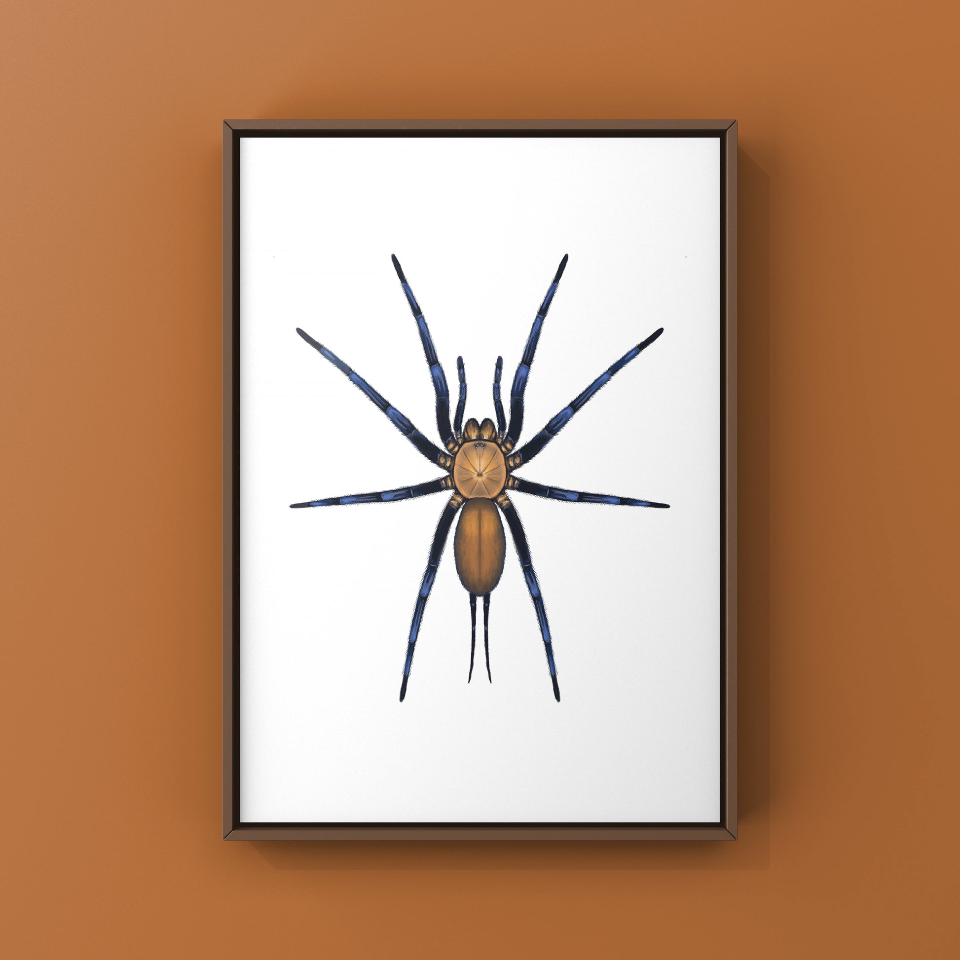 Colombian Curtain Web Spider, Linothele Sericata, Photographic Art Print from The Silk Ranch