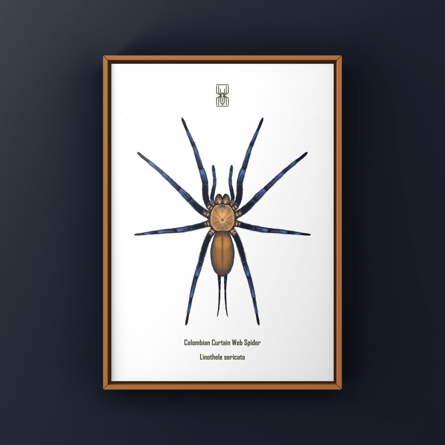 Colombian Curtain Web Spider, Linothele Sericata, Photographic Art Print from The Silk Ranch