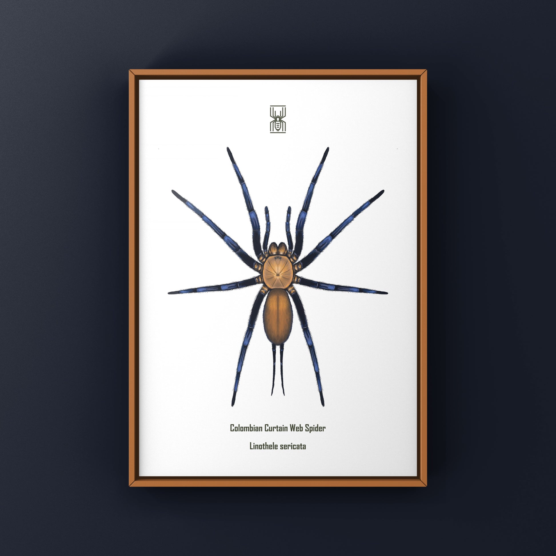 Colombian Curtain Web Spider, Linothele Sericata, Photographic Art Print from The Silk Ranch