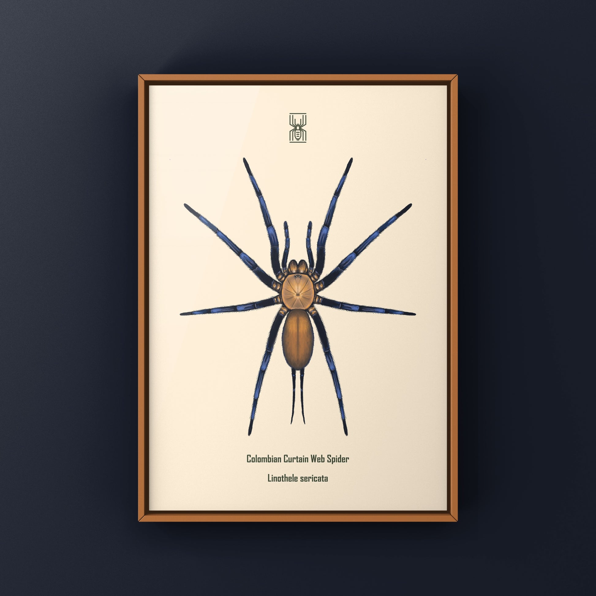 Colombian Curtain Web Spider, Linothele Sericata, Photographic Art Print from The Silk Ranch