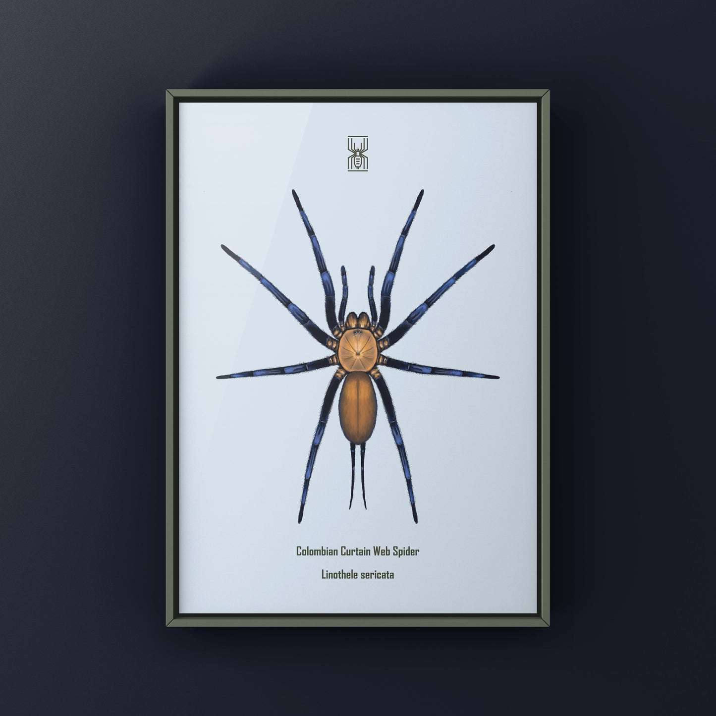Colombian Curtain Web Spider, Linothele Sericata, Photographic Art Print from The Silk Ranch