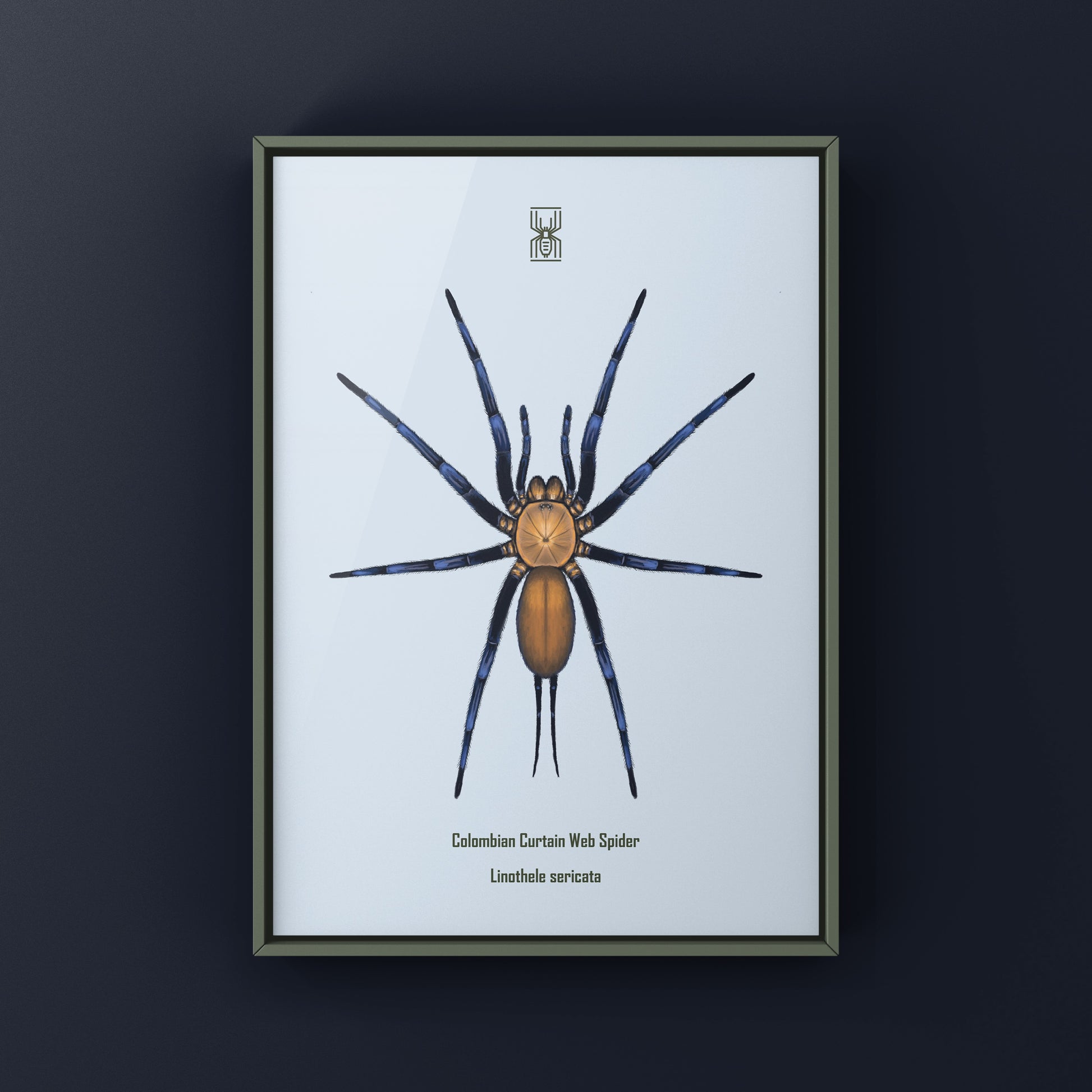 Colombian Curtain Web Spider, Linothele Sericata, Photographic Art Print from The Silk Ranch