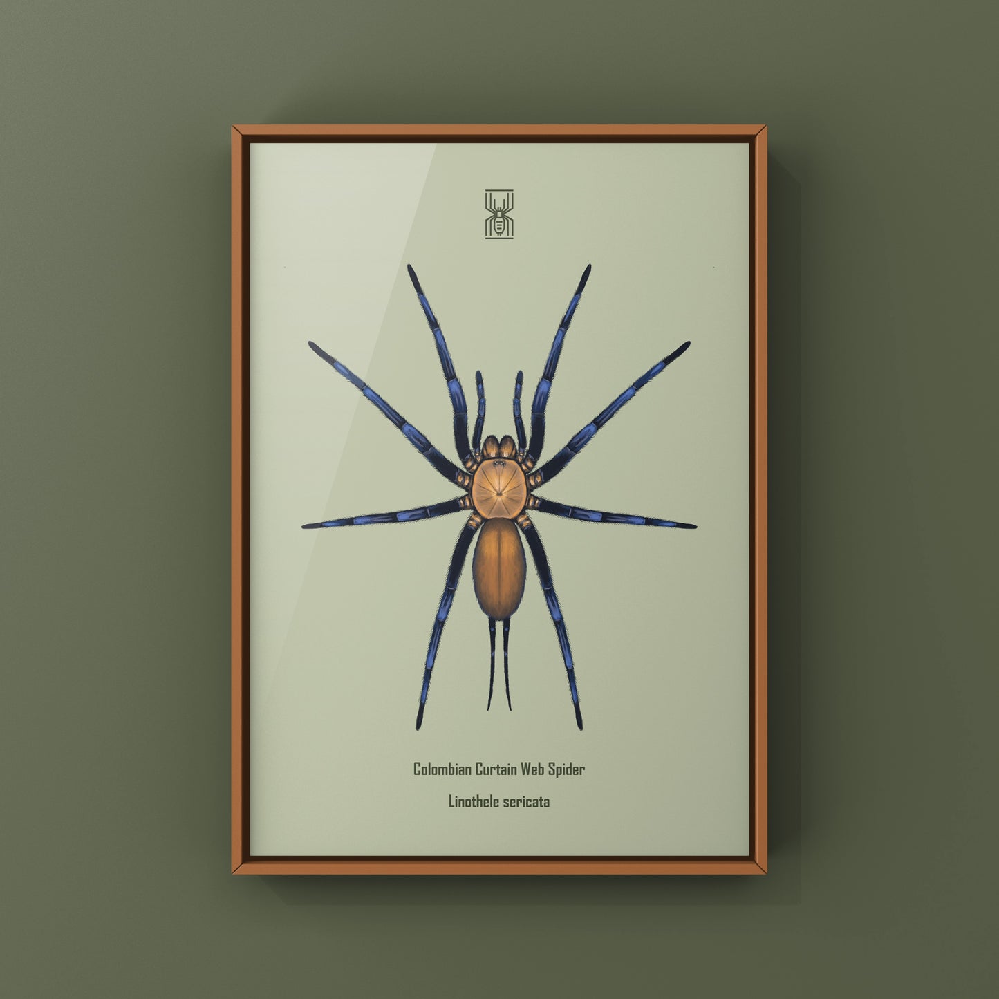 Colombian Curtain Web Spider, Linothele Sericata, Photographic Art Print from The Silk Ranch