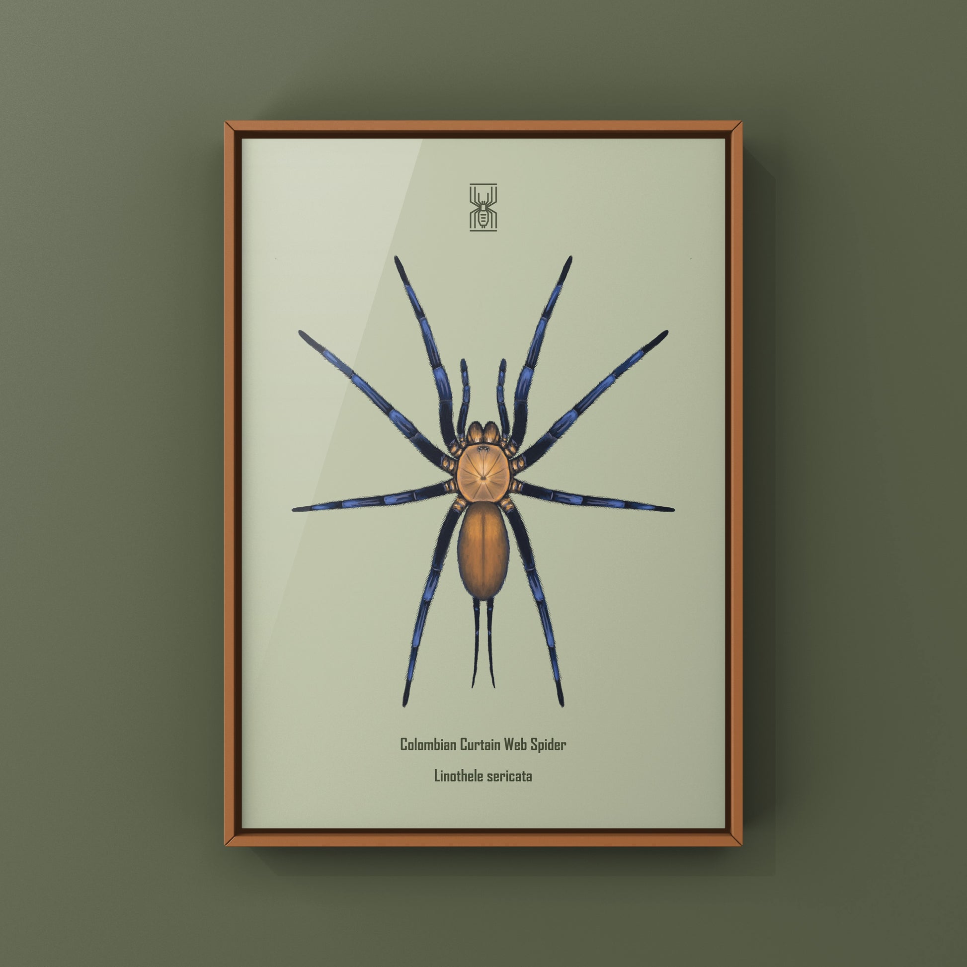 Colombian Curtain Web Spider, Linothele Sericata, Photographic Art Print from The Silk Ranch