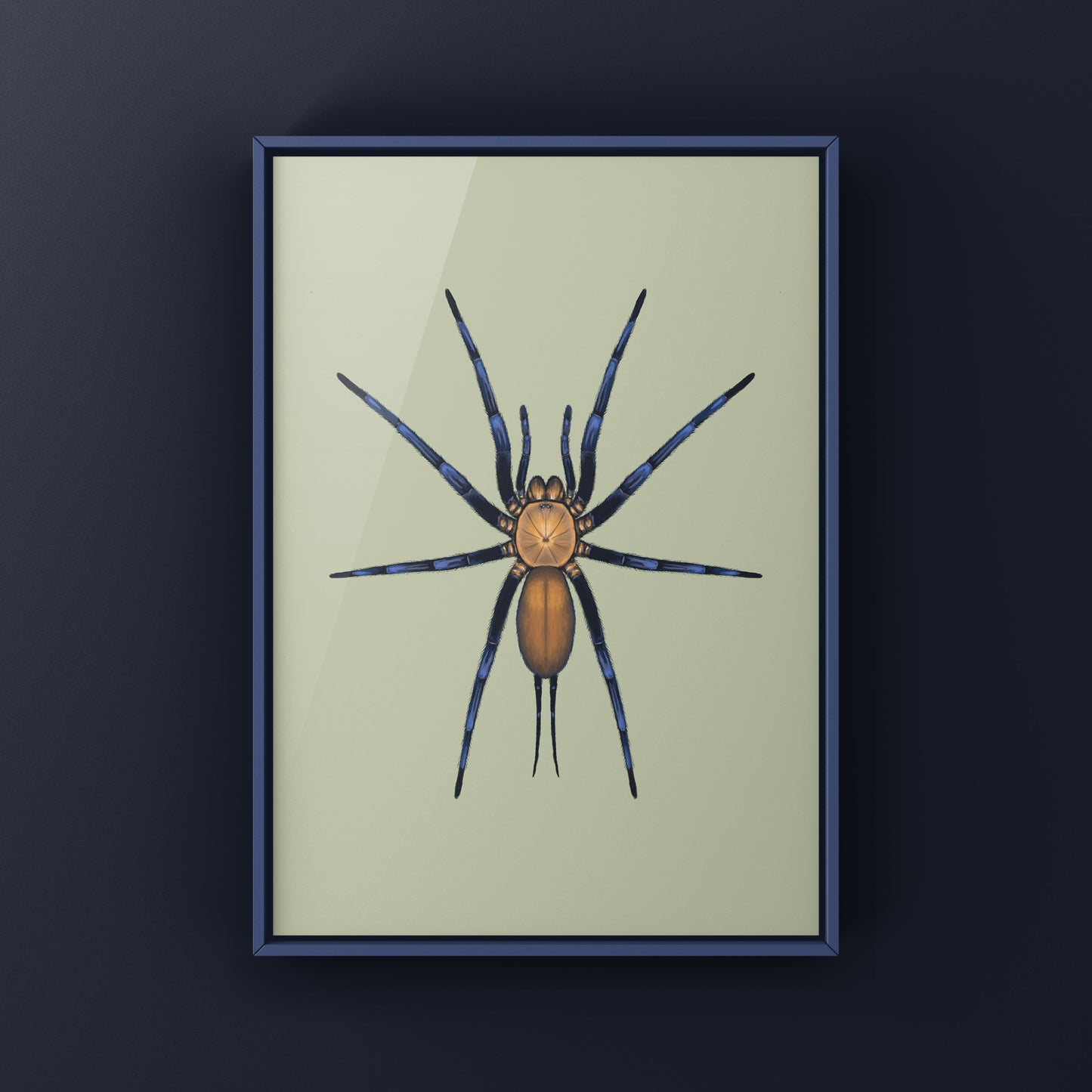 Colombian Curtain Web Spider, Linothele Sericata, Photographic Art Print from The Silk Ranch