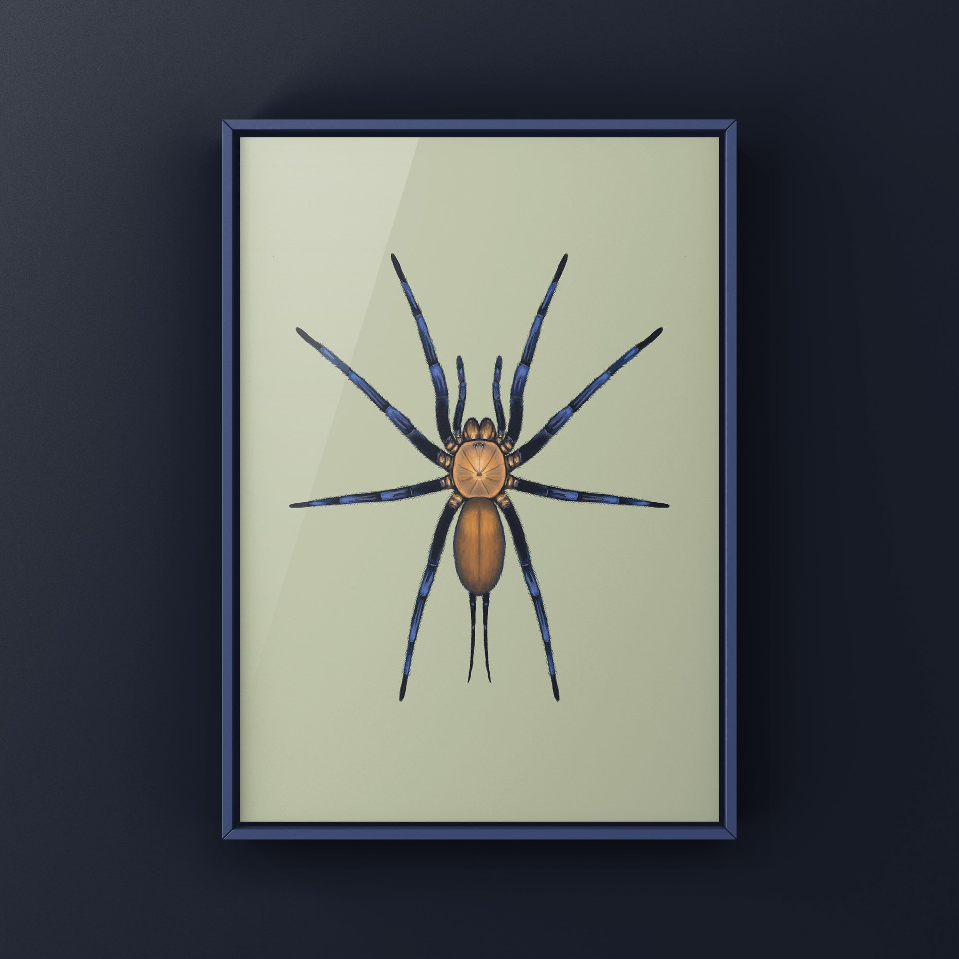 Colombian Curtain Web Spider, Linothele Sericata, Photographic Art Print from The Silk Ranch