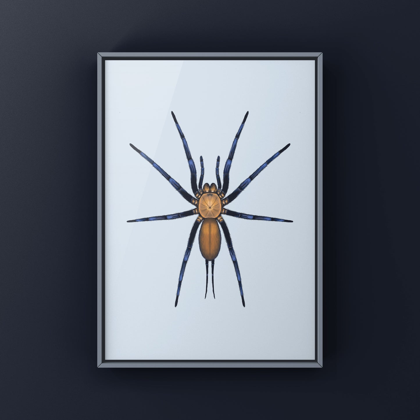 Colombian Curtain Web Spider, Linothele Sericata, Photographic Art Print from The Silk Ranch