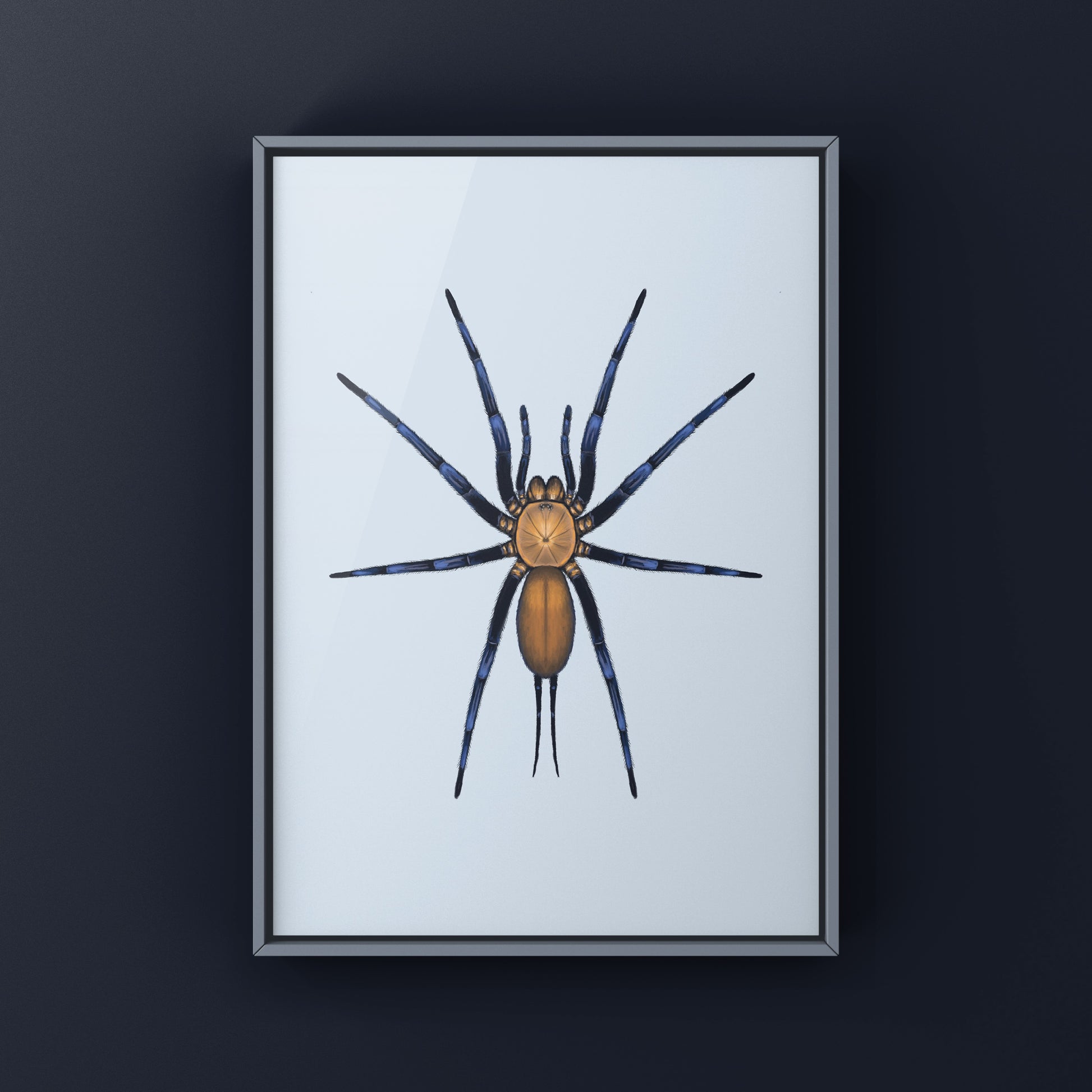 Colombian Curtain Web Spider, Linothele Sericata, Photographic Art Print from The Silk Ranch