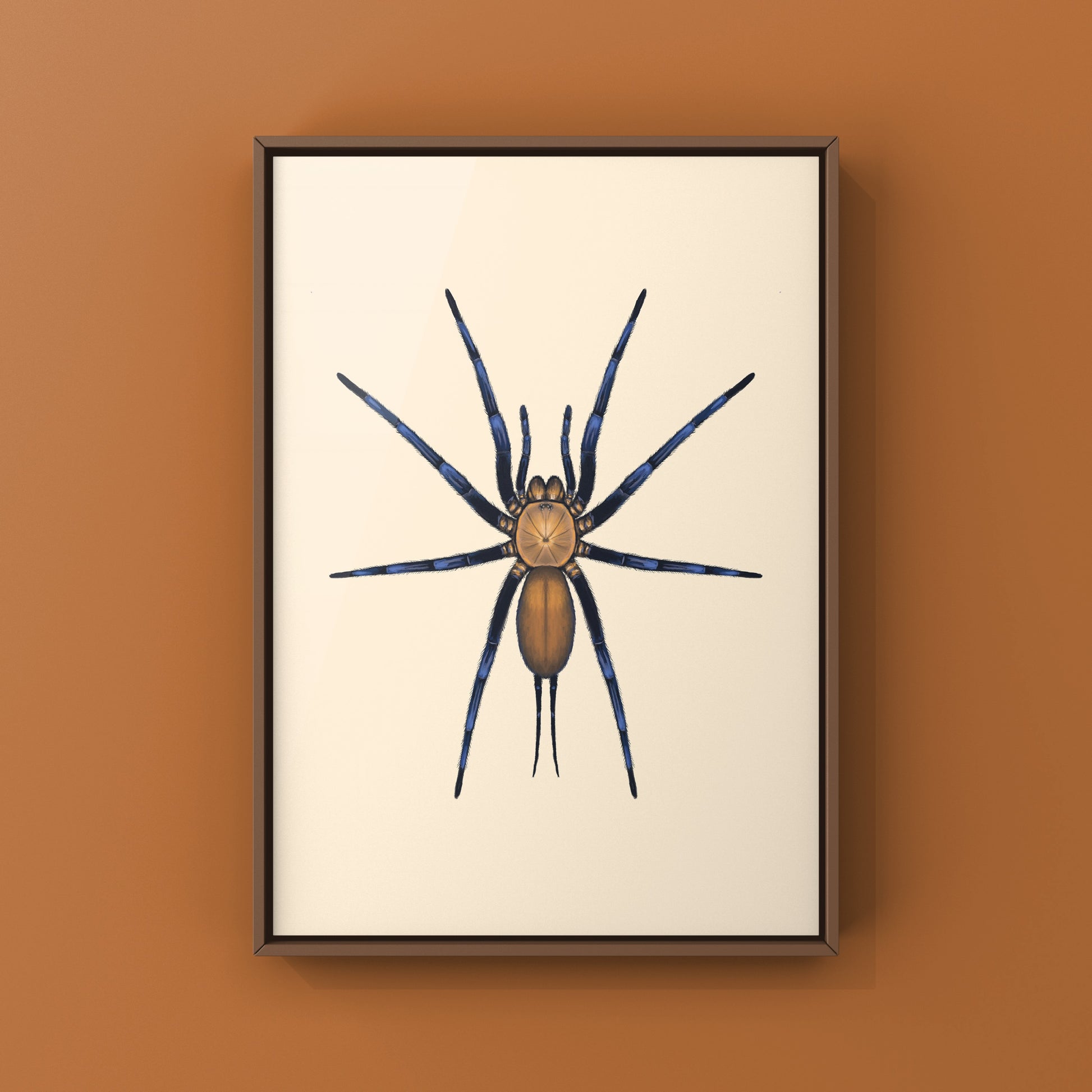 Colombian Curtain Web Spider, Linothele Sericata, Photographic Art Print from The Silk Ranch