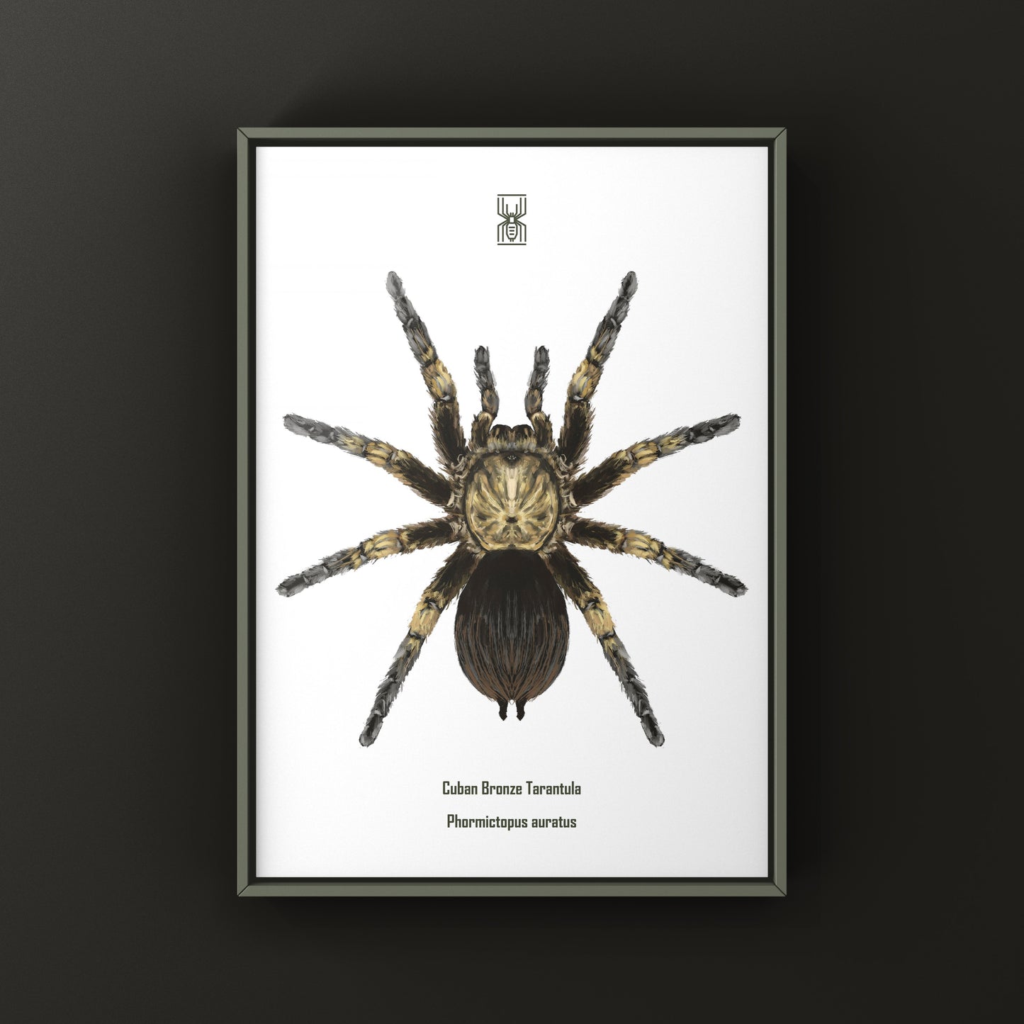 Cuban Bronze Tarantula, Phormictopus Auratus, Photographic Art Print from The Silk Ranch