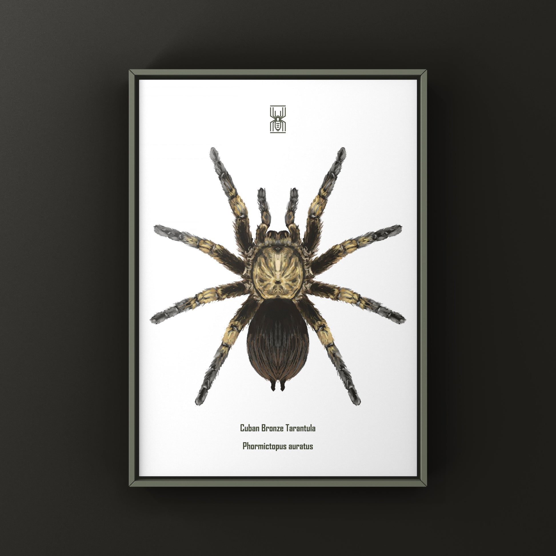 Cuban Bronze Tarantula, Phormictopus Auratus, Photographic Art Print from The Silk Ranch