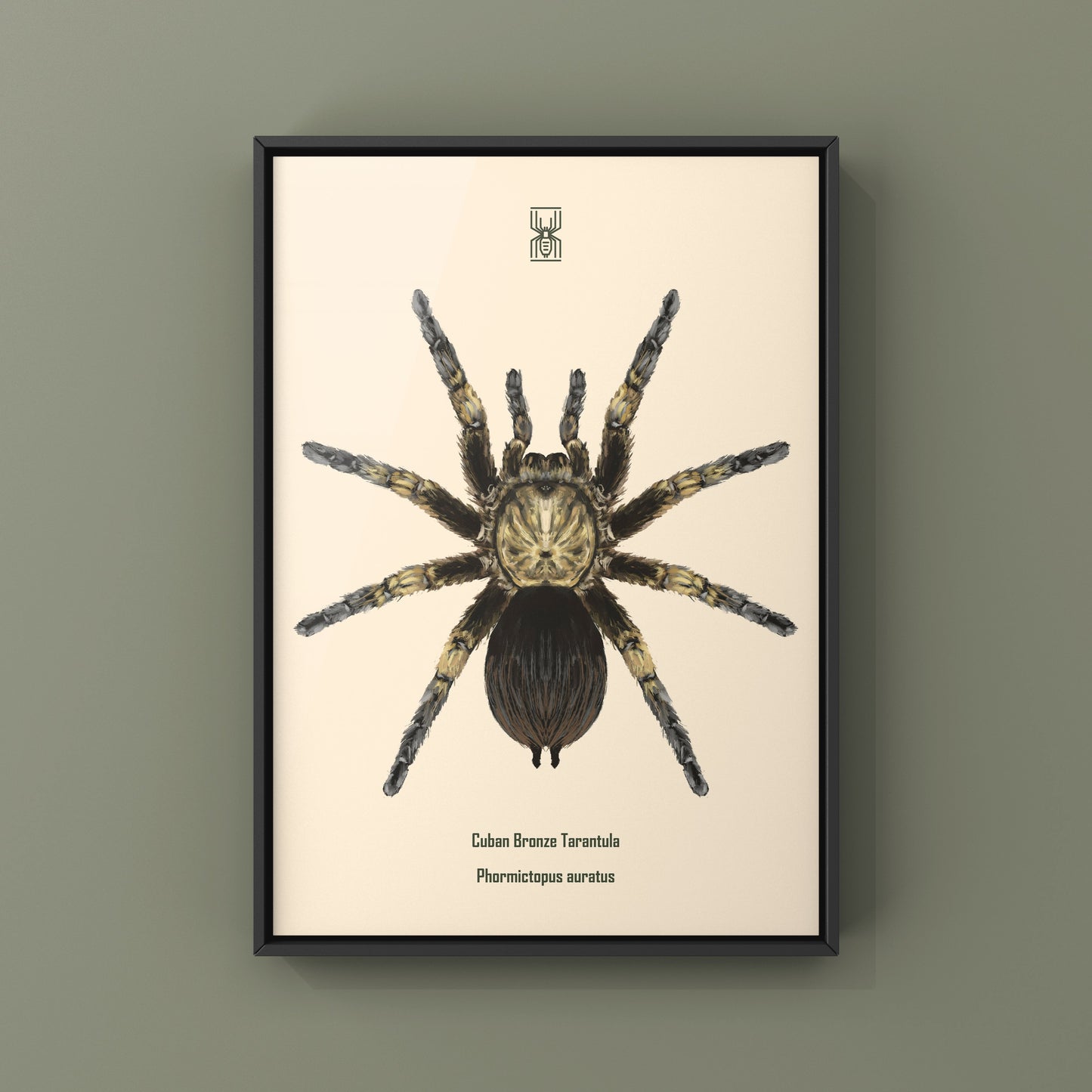 Cuban Bronze Tarantula, Phormictopus Auratus, Photographic Art Print from The Silk Ranch