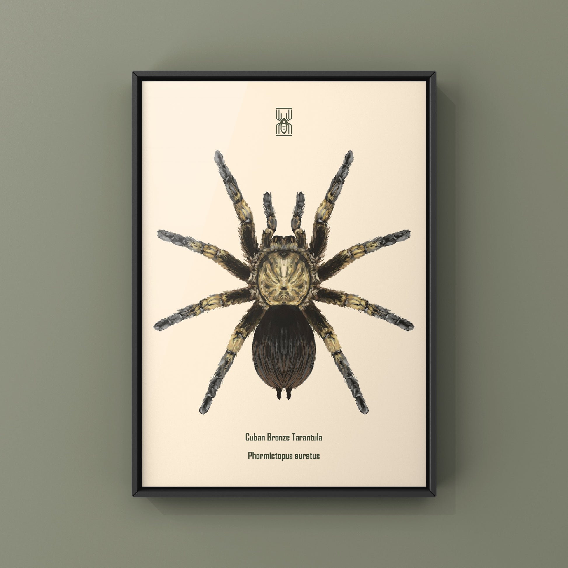 Cuban Bronze Tarantula, Phormictopus Auratus, Photographic Art Print from The Silk Ranch