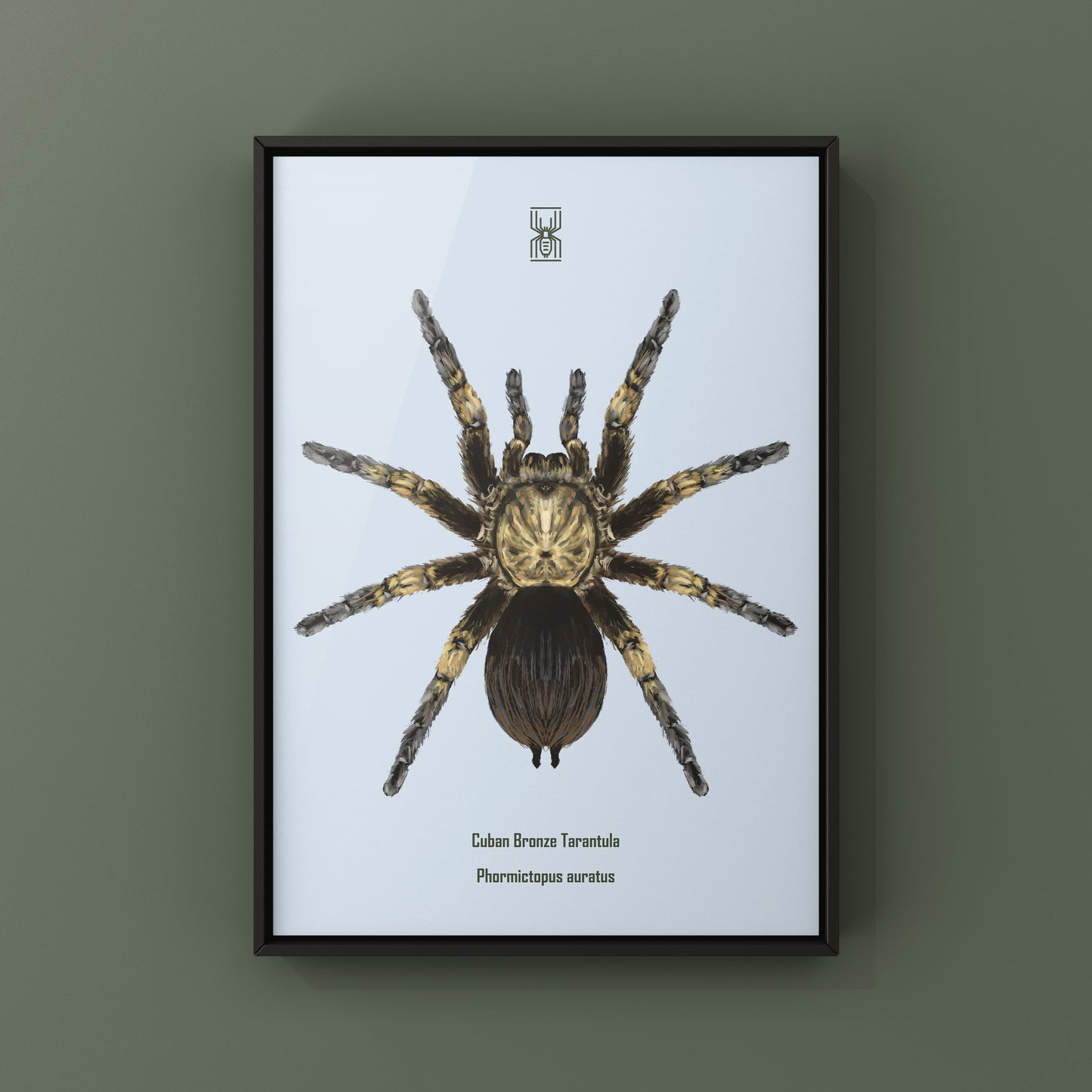 Cuban Bronze Tarantula, Phormictopus Auratus, Photographic Art Print from The Silk Ranch