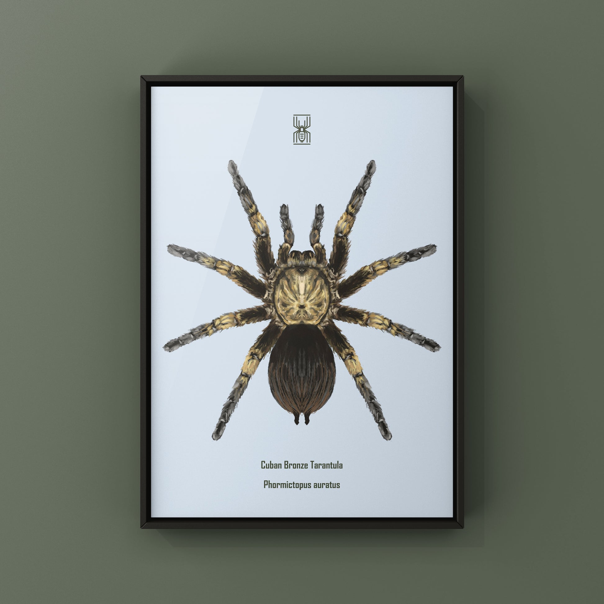 Cuban Bronze Tarantula, Phormictopus Auratus, Photographic Art Print from The Silk Ranch